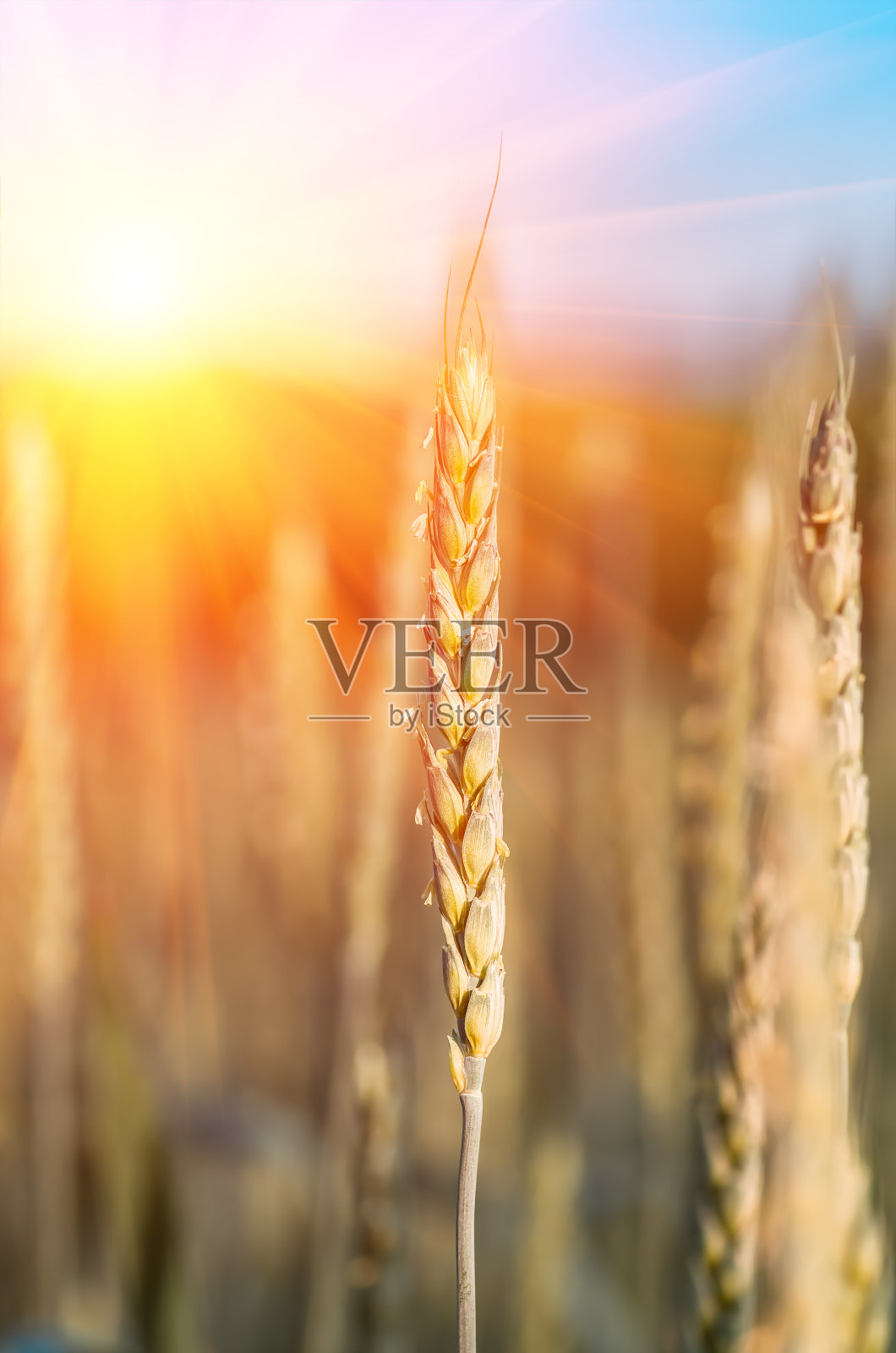 在田间生长成熟的穗状小麦照片摄影图片