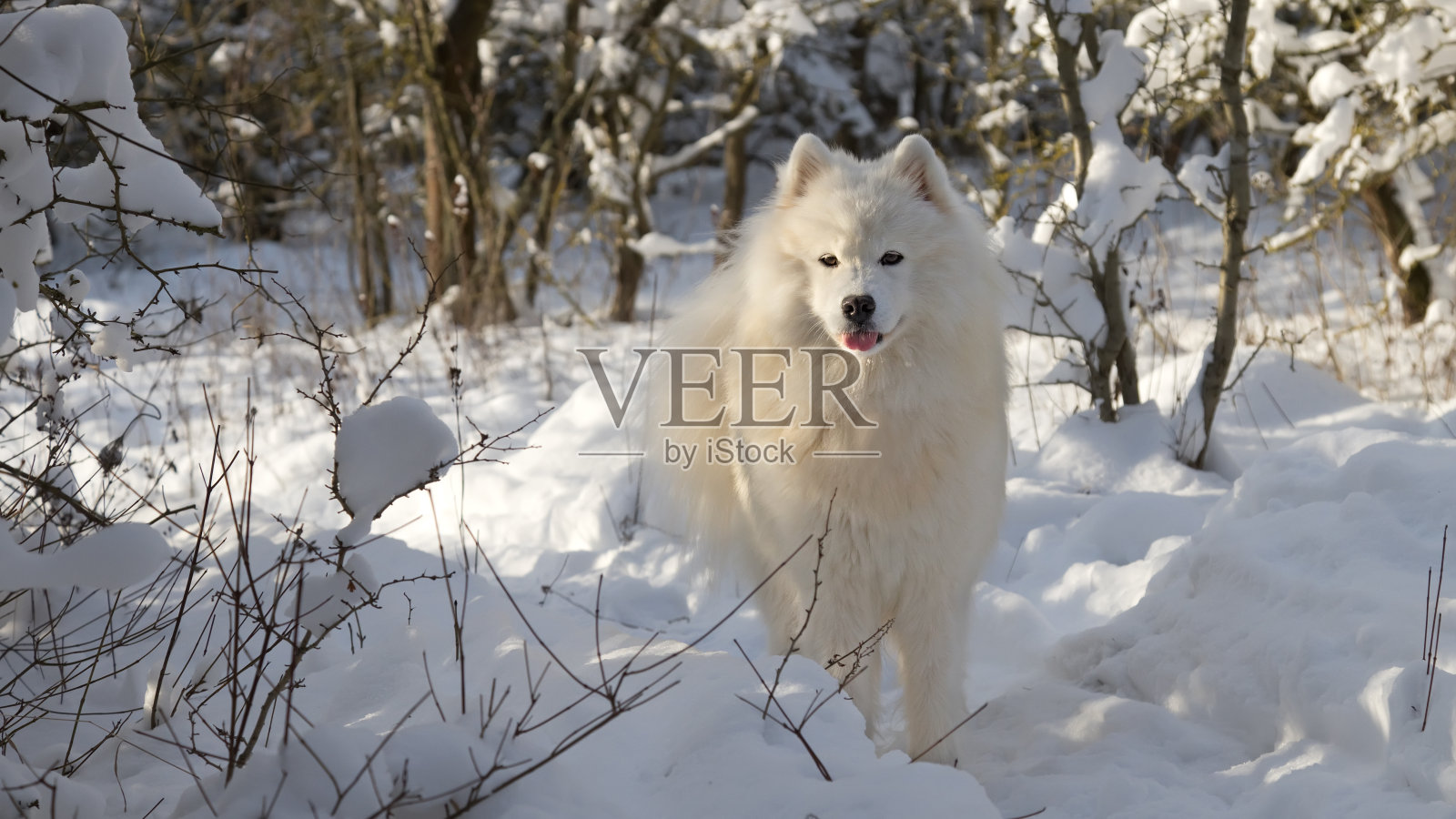 萨莫耶德人的狗照片摄影图片