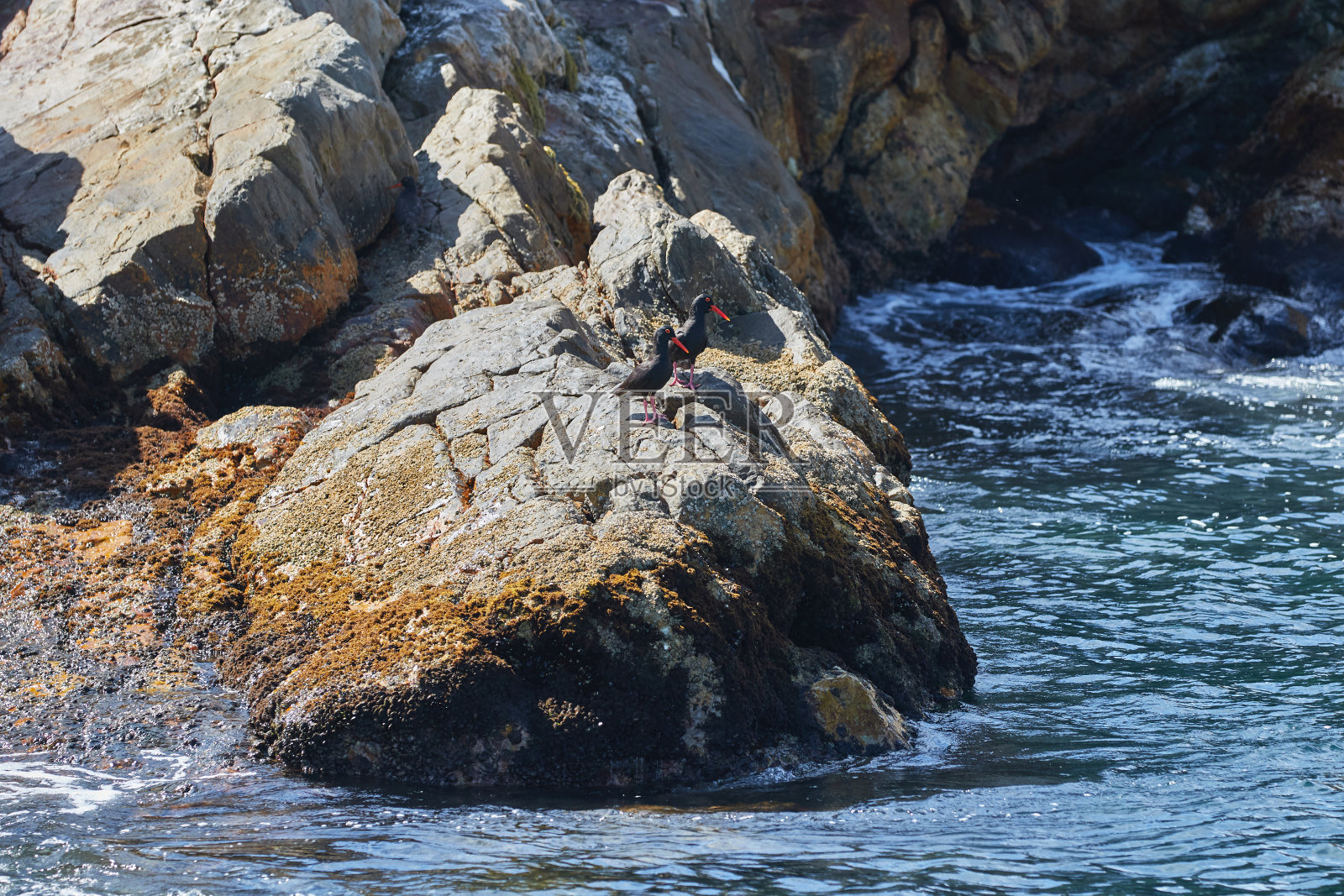 阿尔戈阿湾圣克罗伊岛的两个牡蛎捕捉者照片摄影图片
