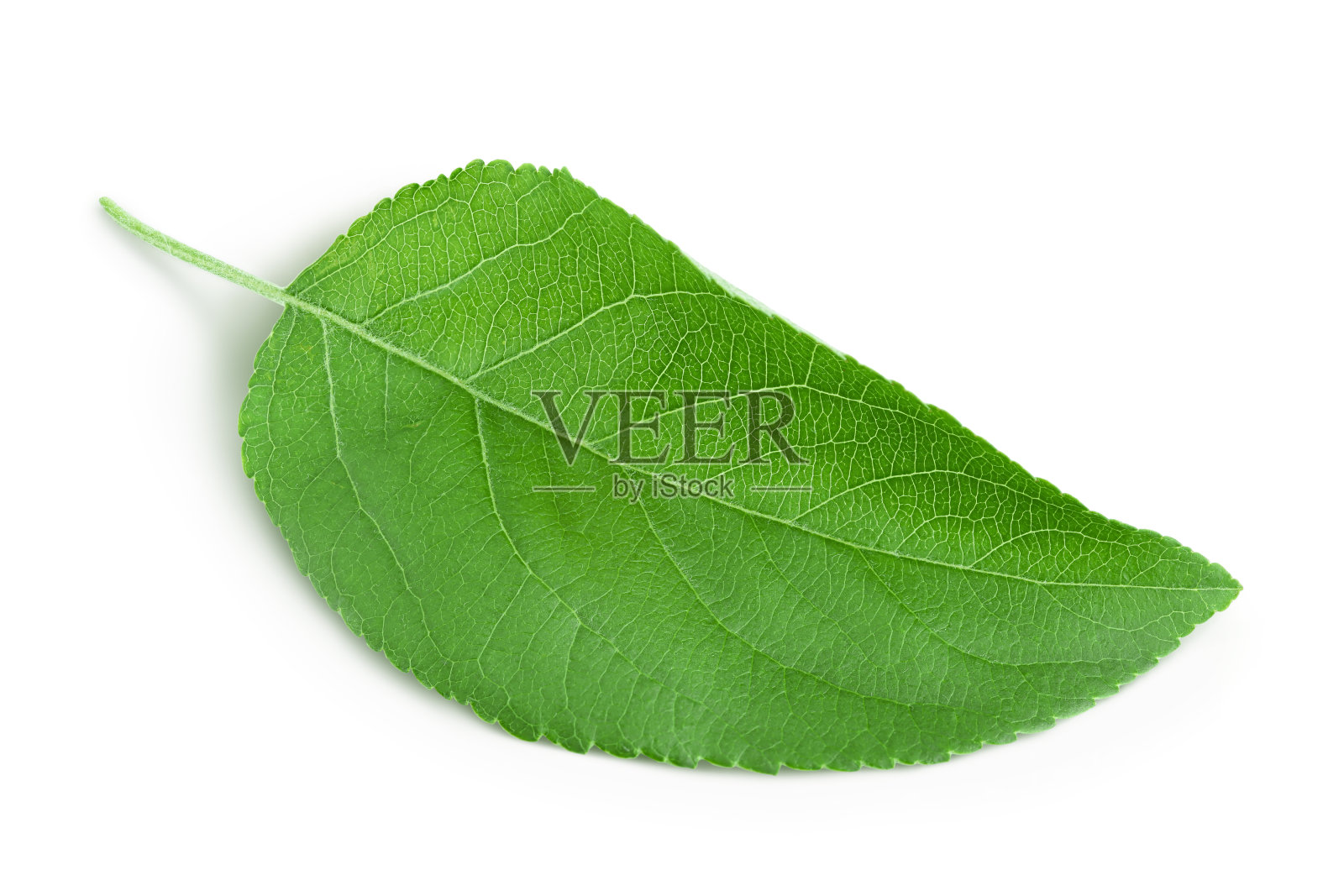 苹果叶子孤立在白色背景与修剪路径。照片摄影图片