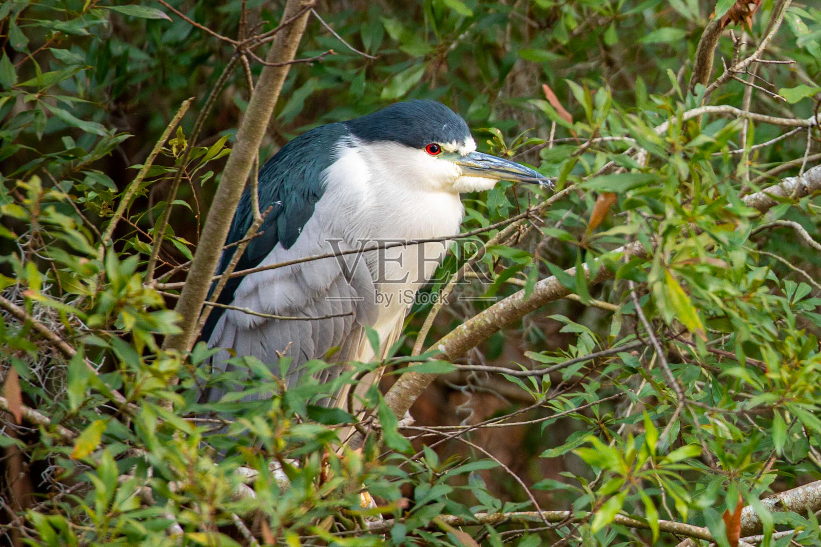 黑冠夜鹭栖息在长满苔藓的柏树林中照片摄影图片