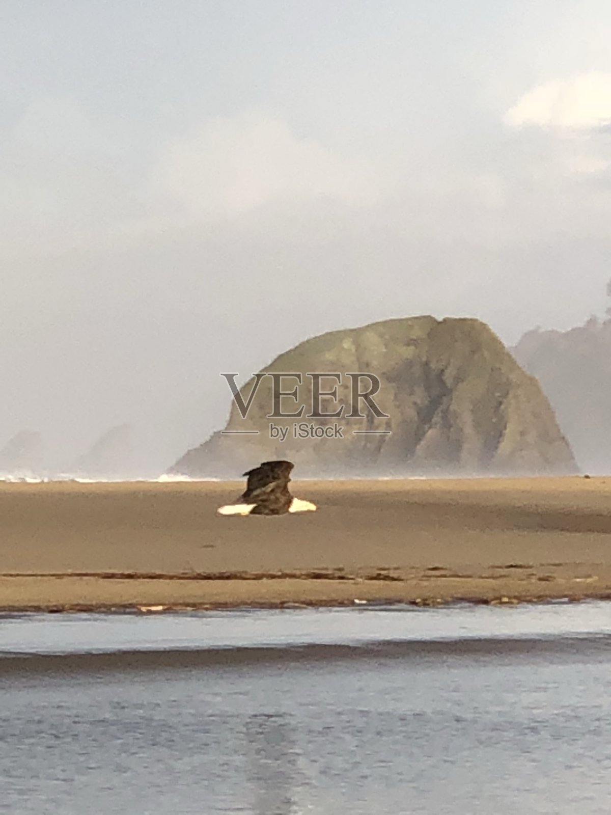 卡农海滩的秃鹰照片摄影图片