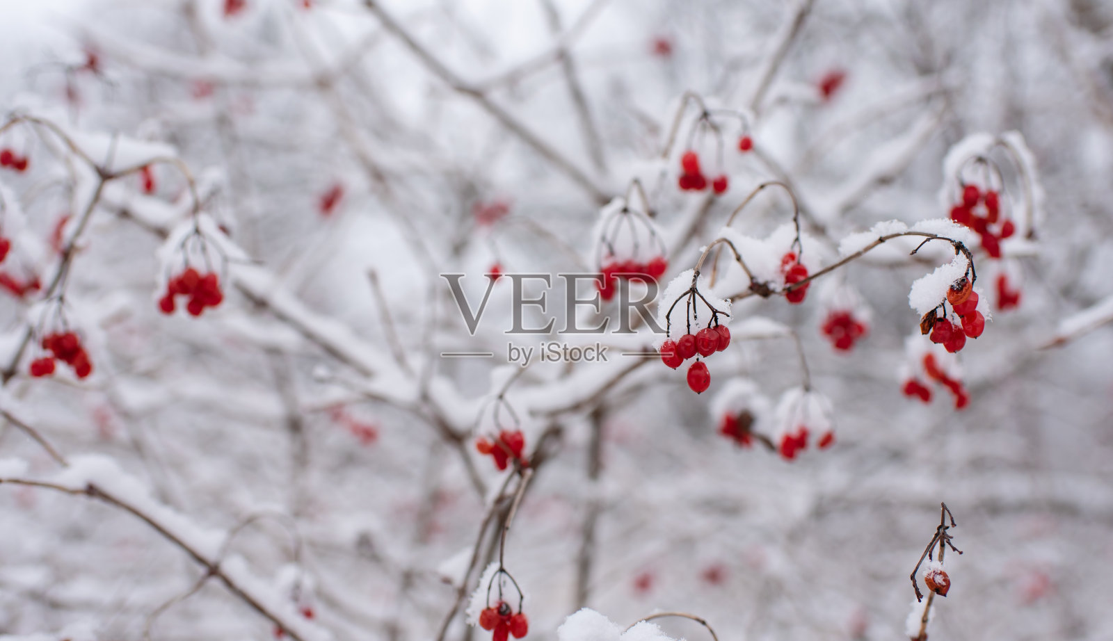 近距离观察被雪覆盖的灌木树枝上的红色浆果。照片摄影图片