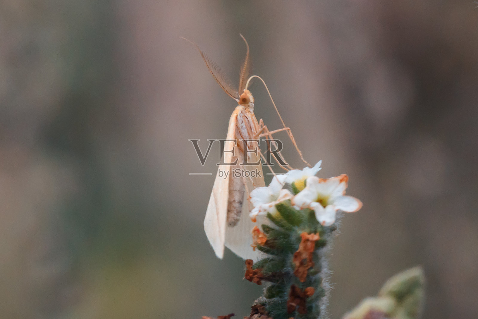 祈祷照片摄影图片