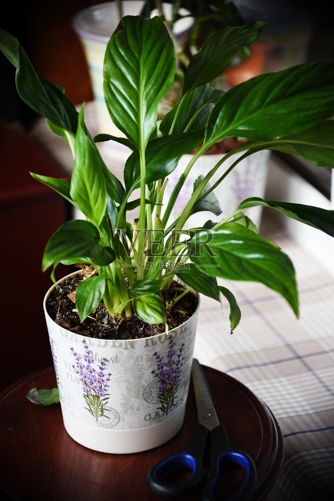 在花盆中种植，照顾家庭植物，照片摄影图片