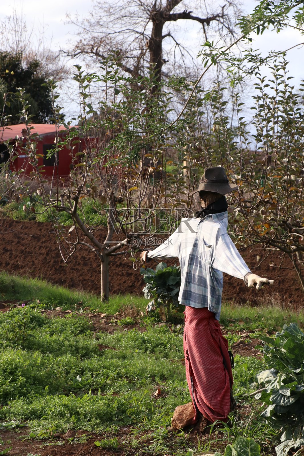 稻草人照片摄影图片