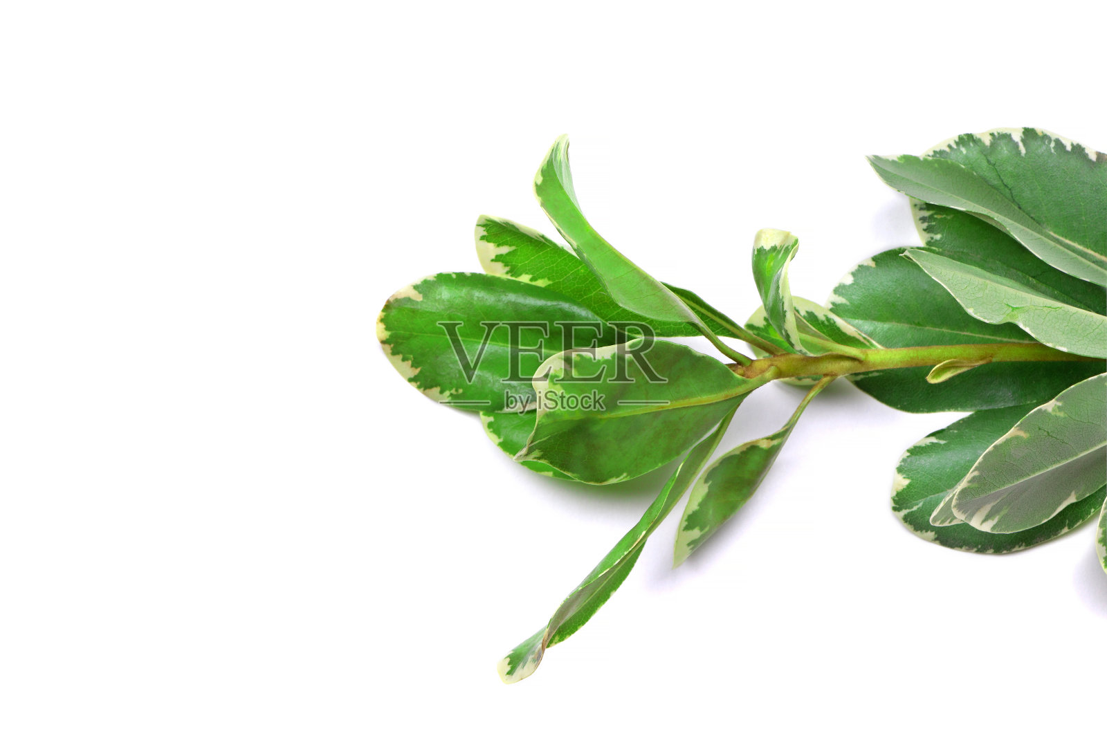 绿叶孤立在白色的背景上。榕树的绿叶。复制spase照片摄影图片