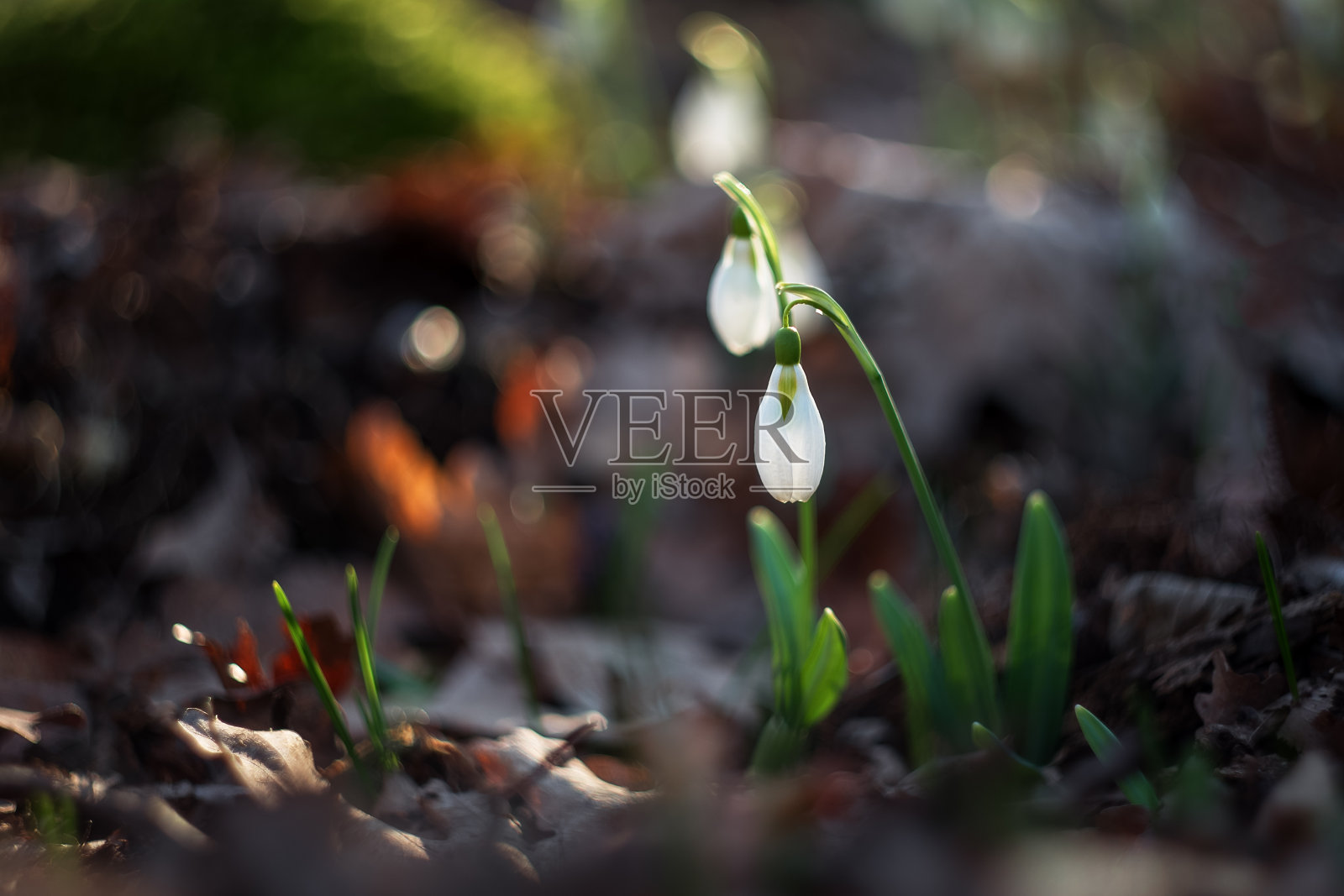 雪花莲(雪花莲)。春天，雪花莲在森林里盛开。白色的雪花莲在阳光近距离模糊的背景与美丽的散景。照片摄影图片