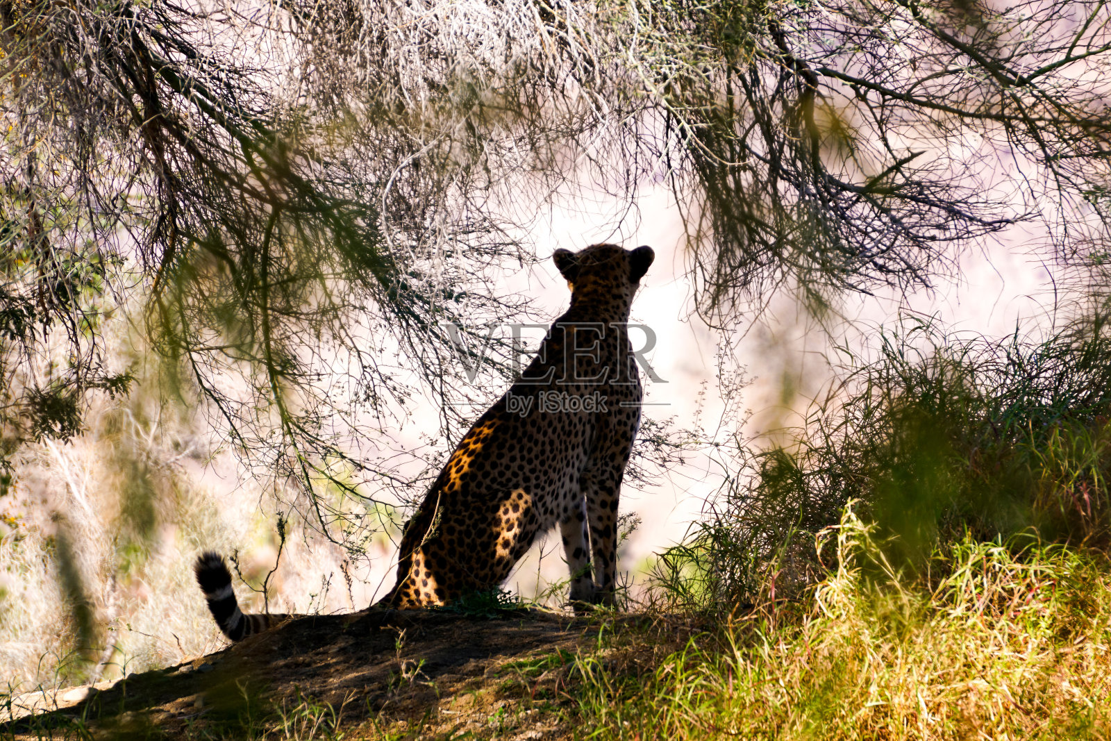 猎豹测量照片摄影图片