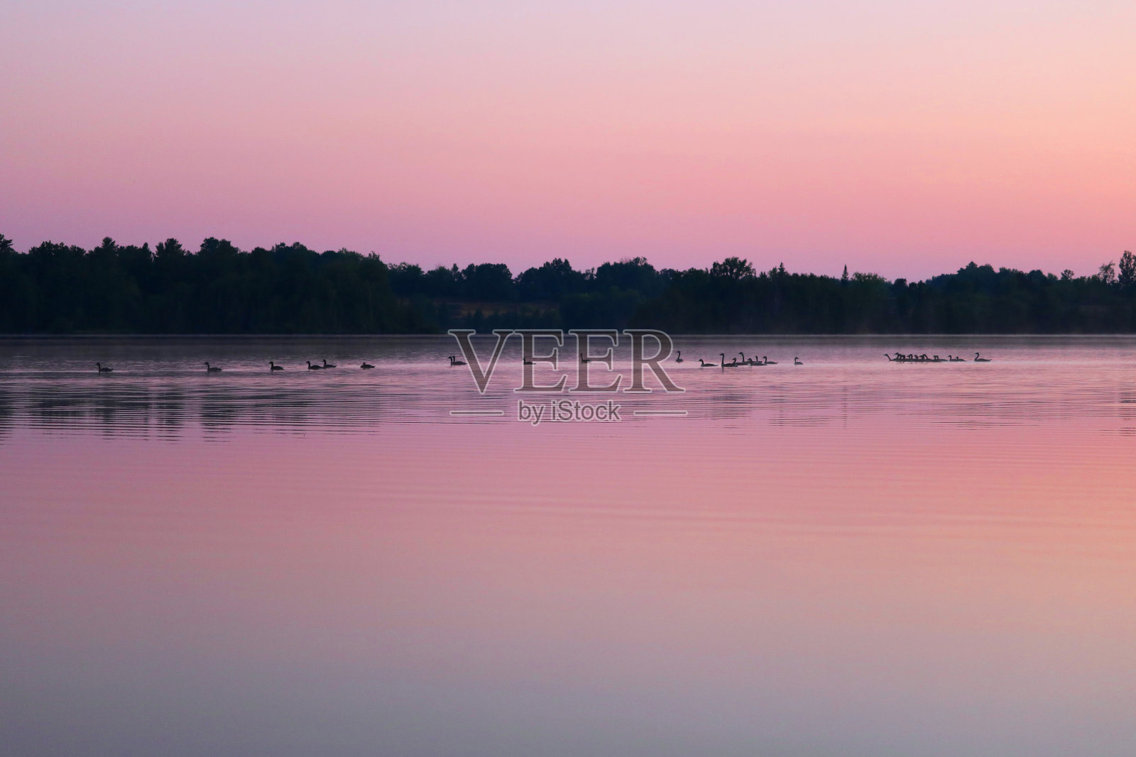 湖上一群鹅的叫声照片摄影图片