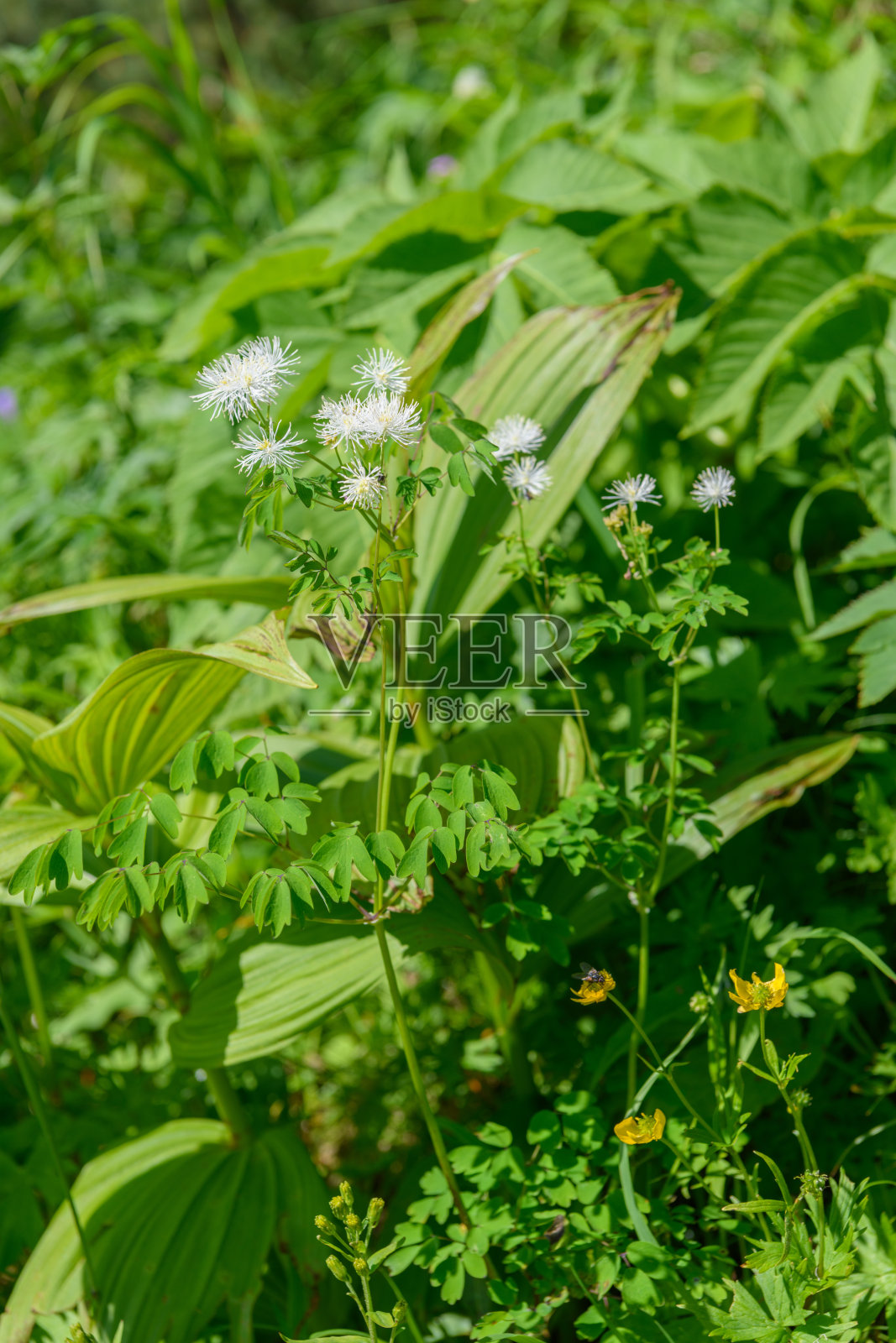 Kitadake山高山植物(学名:Thalictrum aquilegiifolium var. intermedium)照片摄影图片