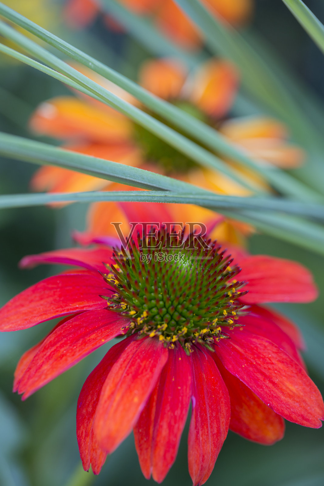红色和黄色的松果花(紫锥菊)在花园里盛开照片摄影图片