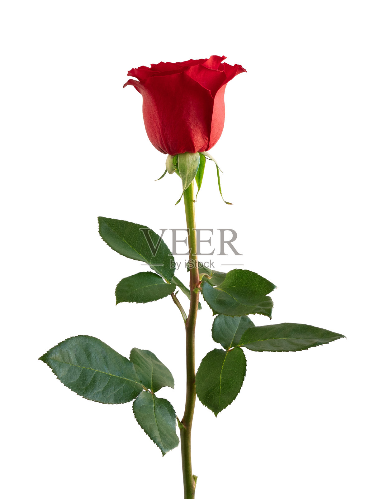 白色背景上的红玫瑰。深的焦点。没有灰尘。没有花粉。照片摄影图片