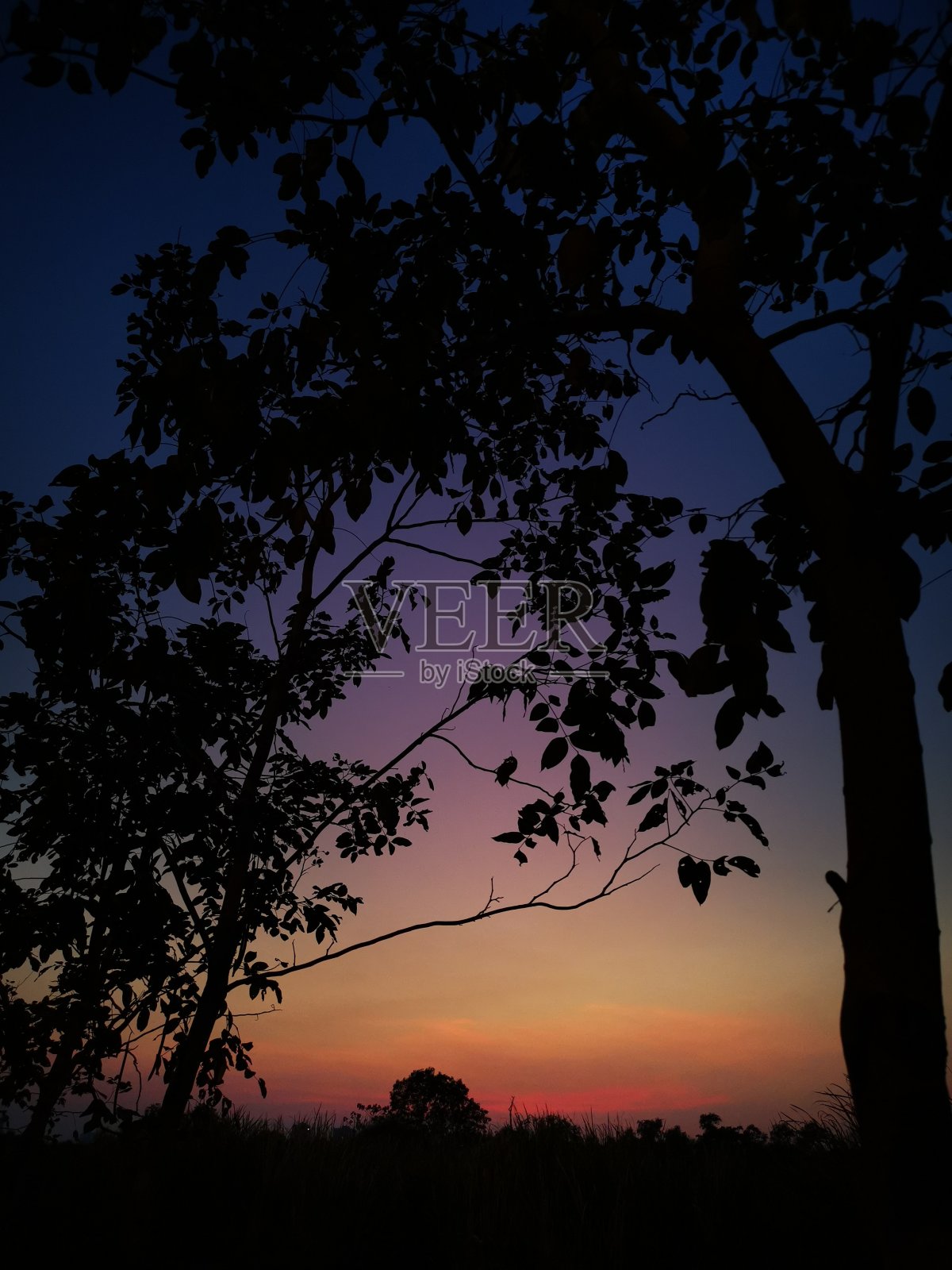 美丽的树叶树和日落的天空照片摄影图片