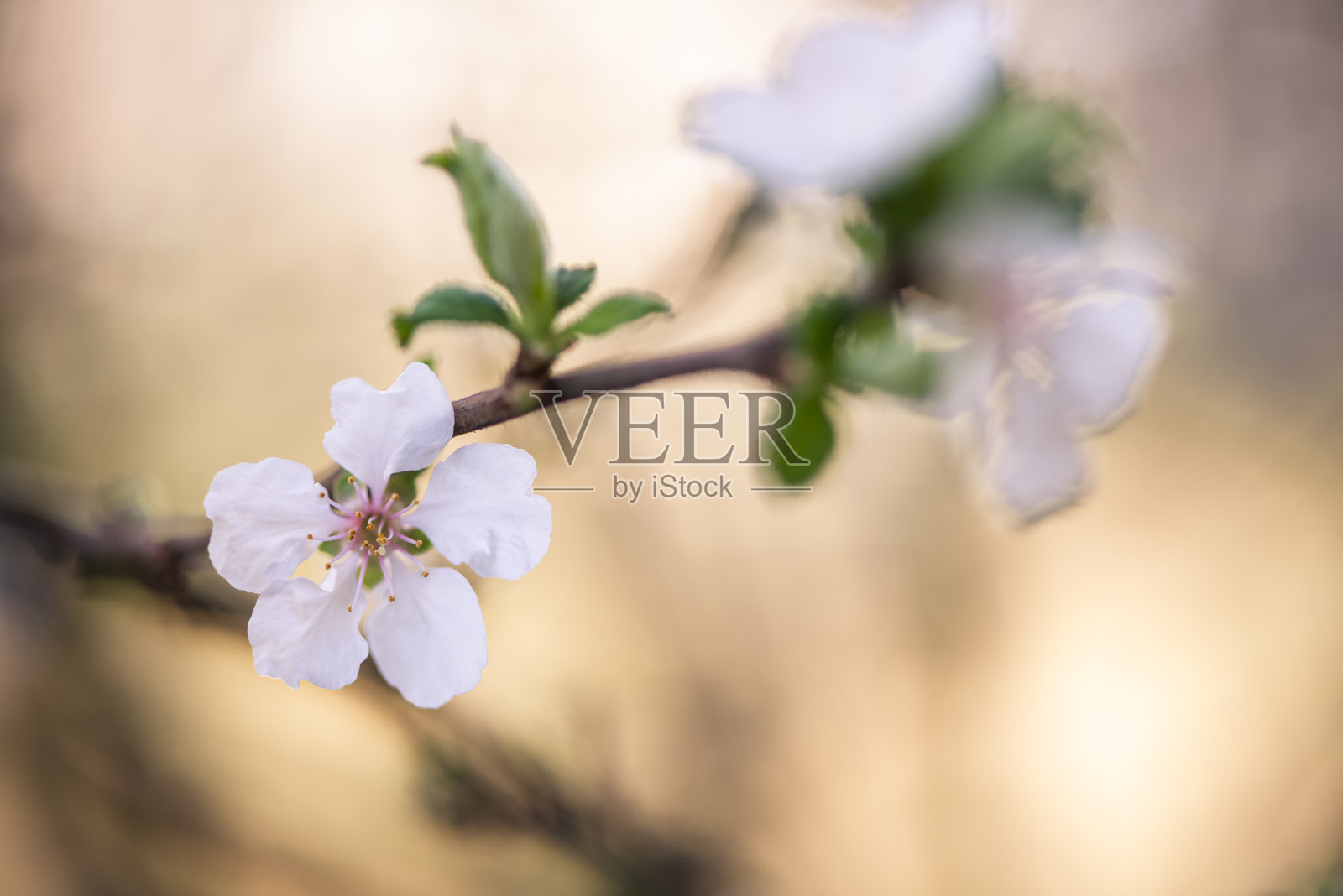 樱花樱花照片摄影图片