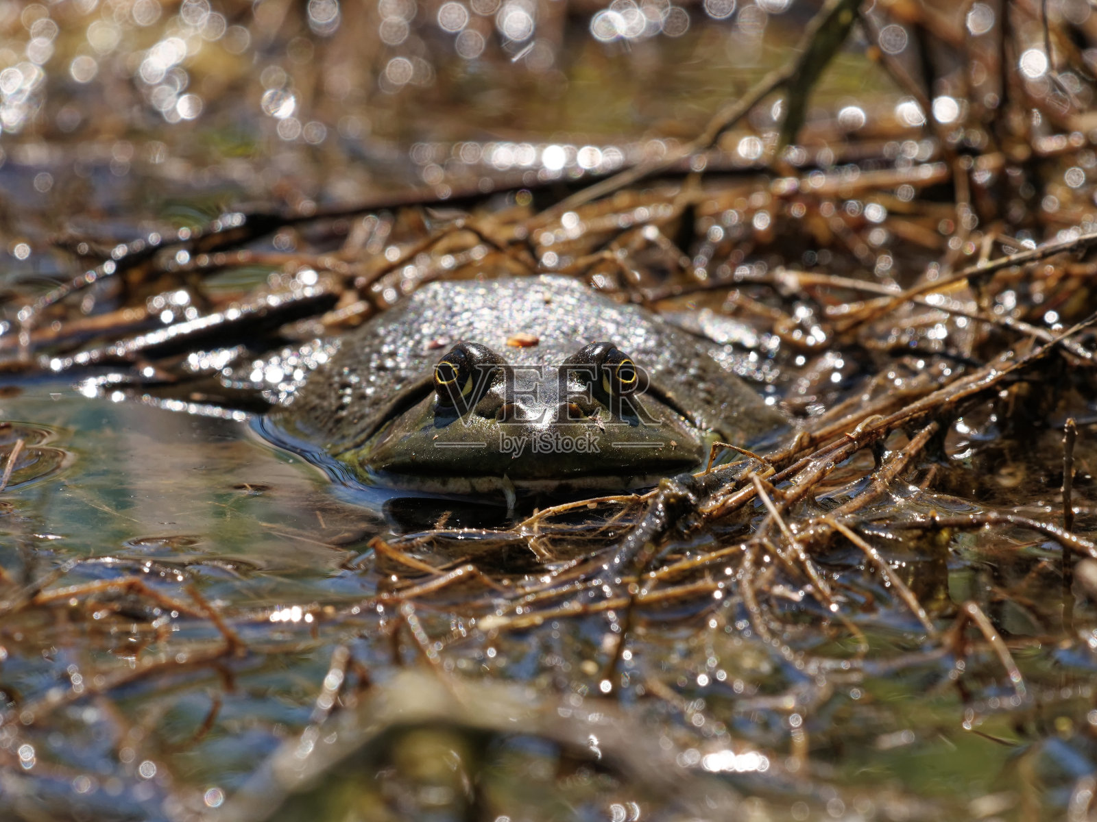 美国牛蛙照片摄影图片