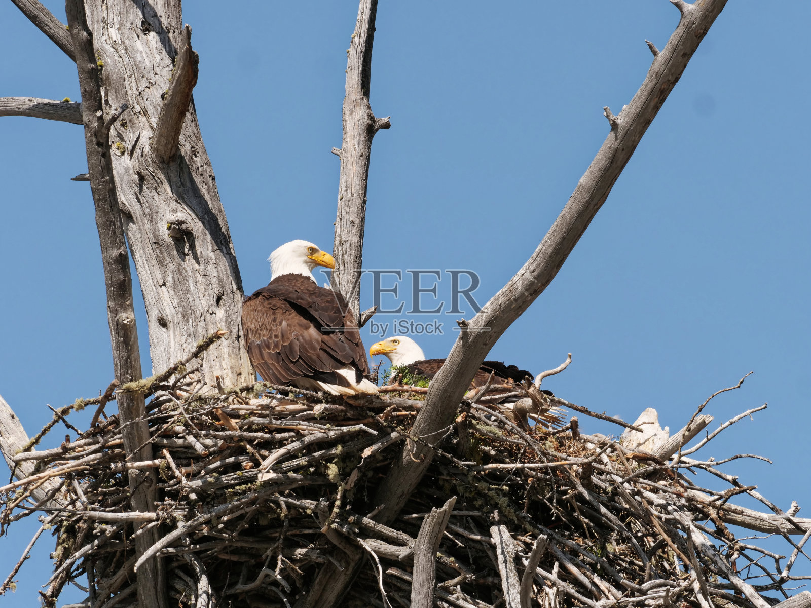 巢中的秃鹰照片摄影图片