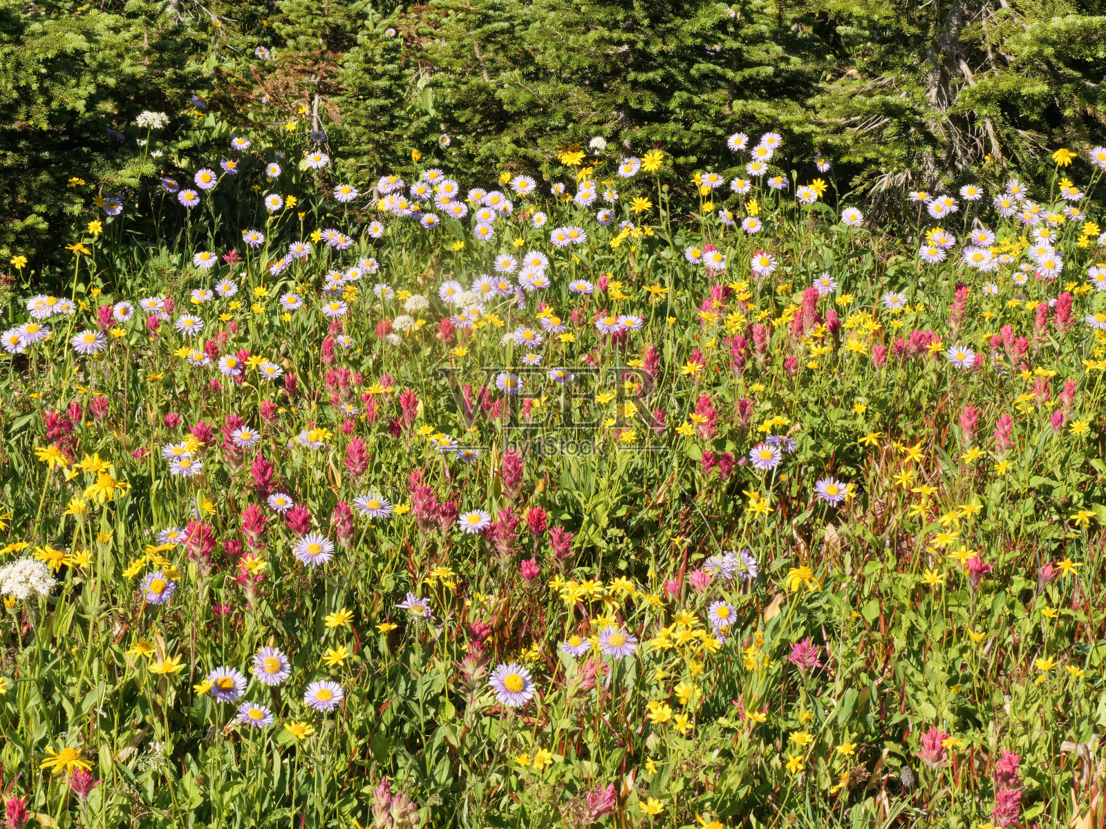 野花照片摄影图片