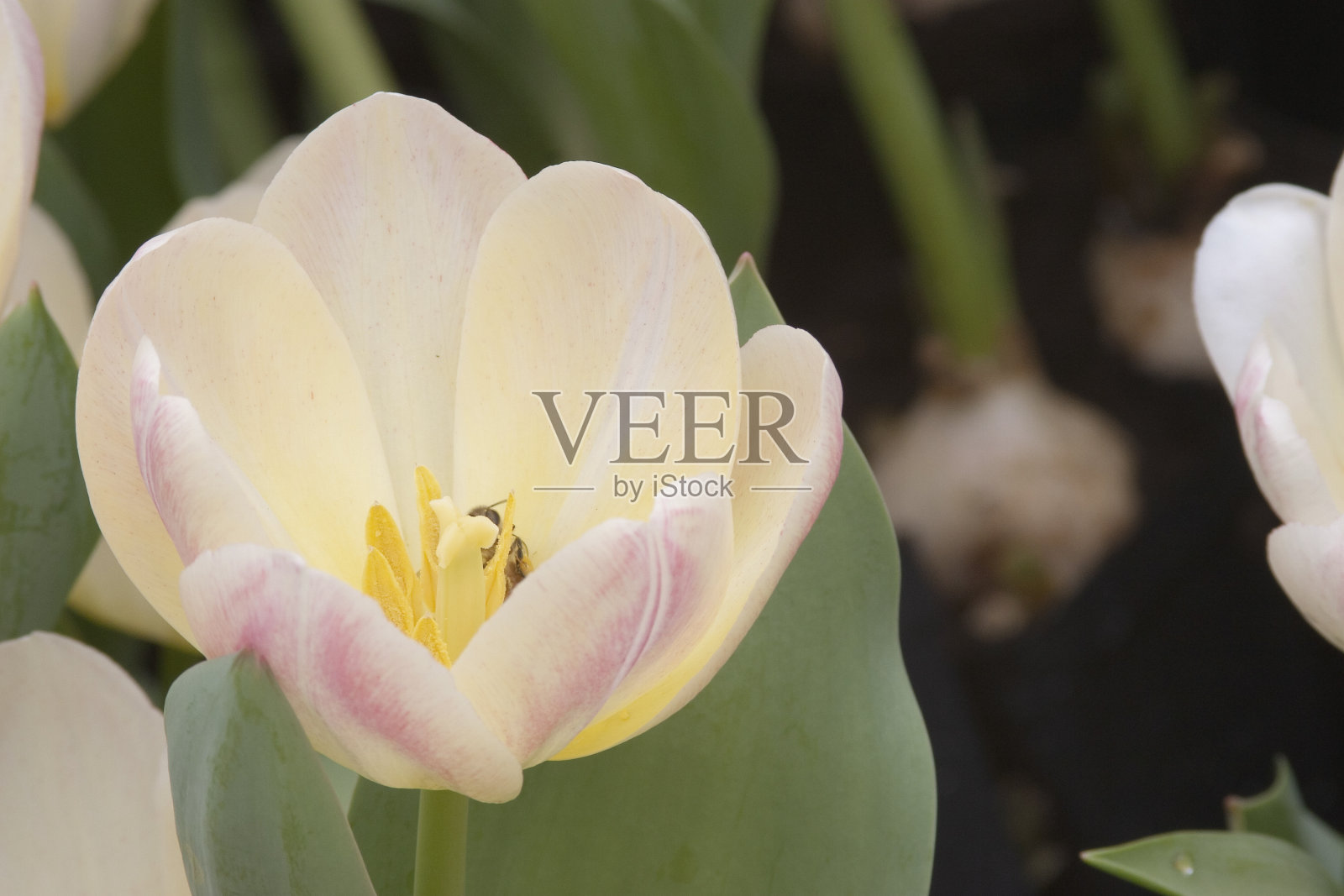 一只蜜蜂在白色郁金香上采集花蜜照片摄影图片