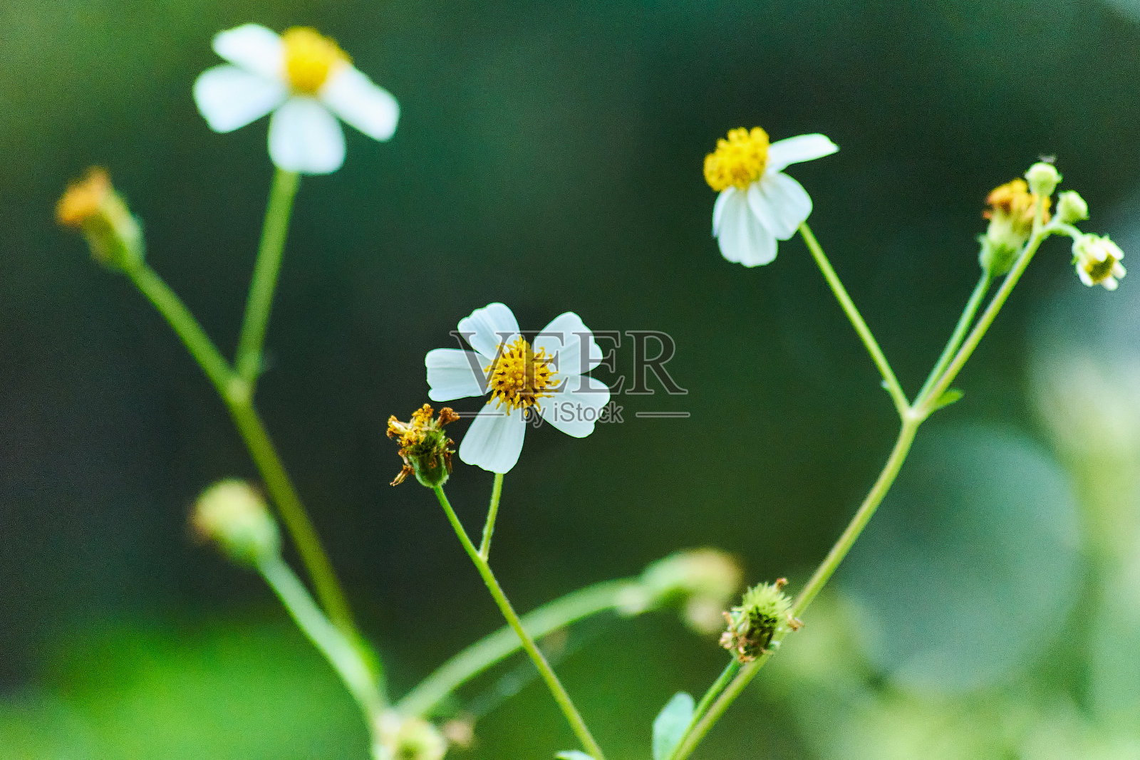 小白花照片摄影图片