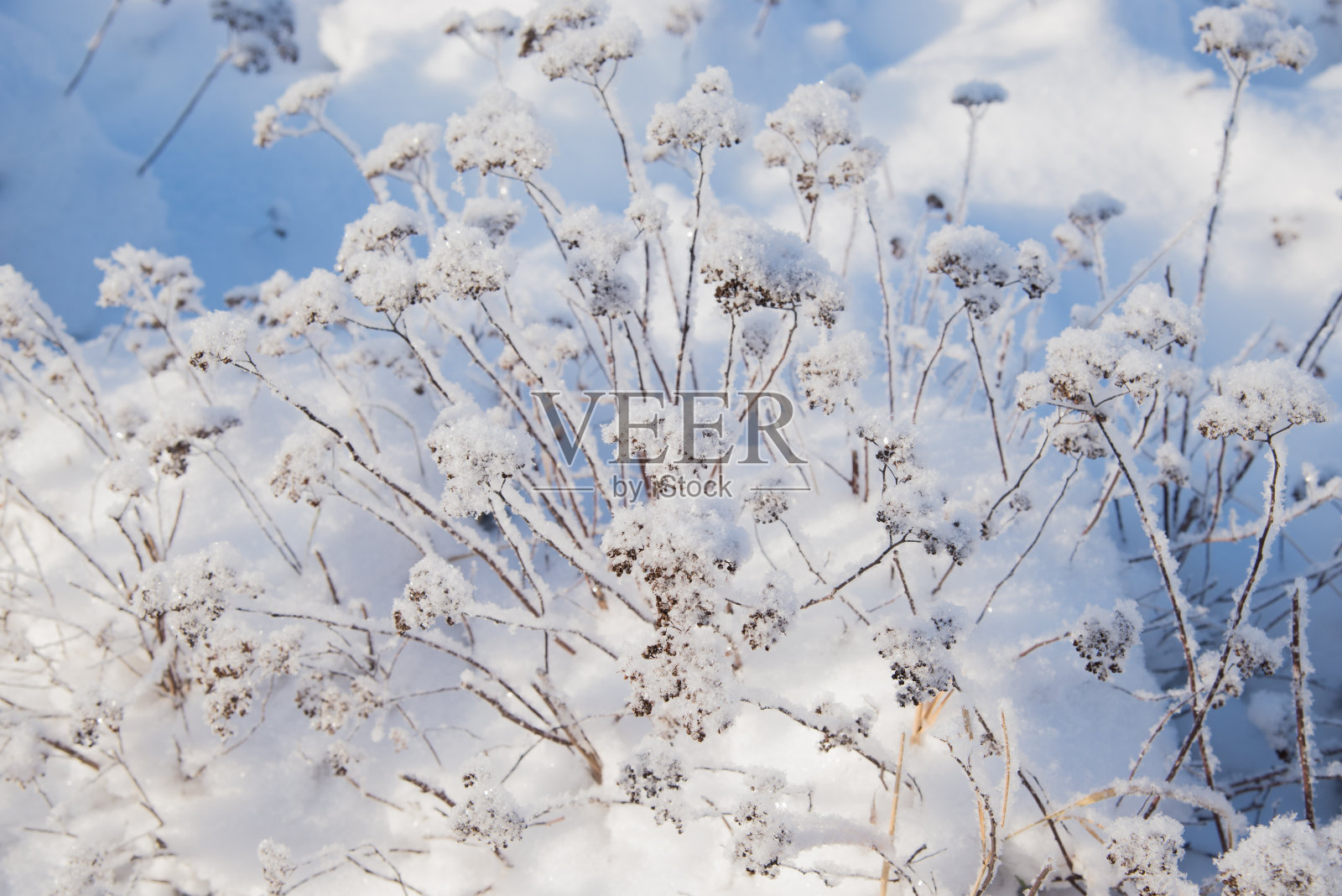 绣线菊灌木上覆盖着厚厚的霜照片摄影图片