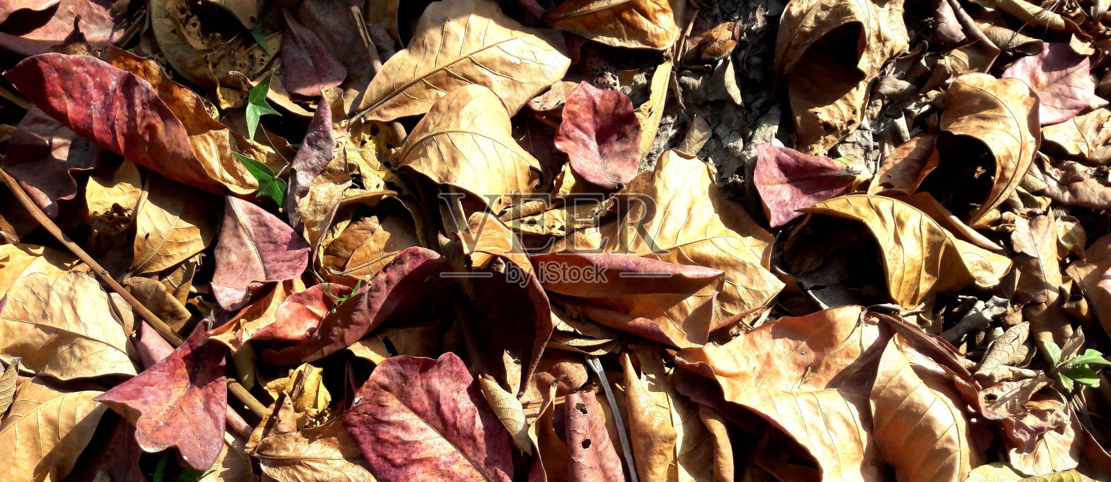 地上的枯叶在聚拢照片摄影图片