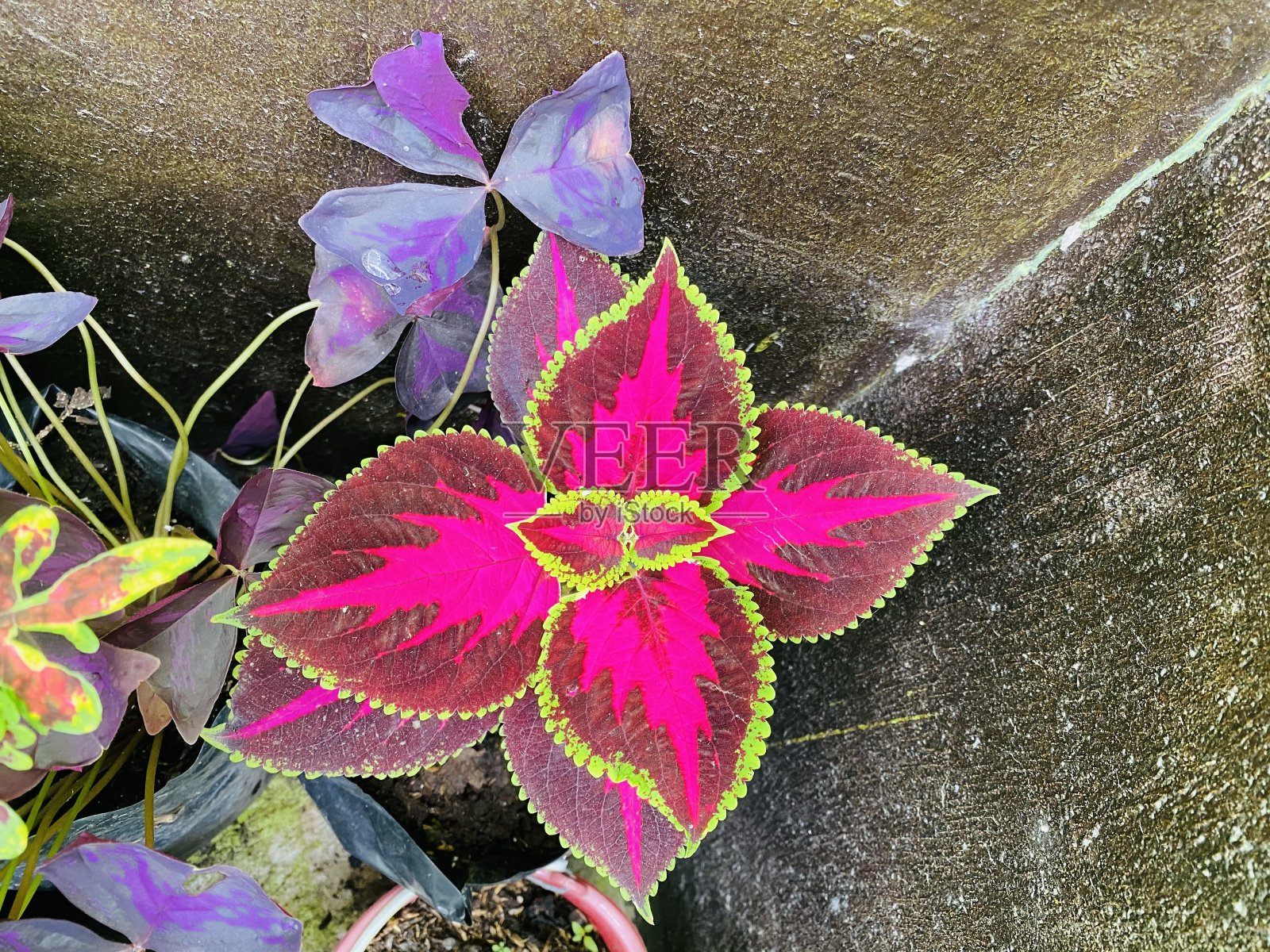 花照片摄影图片