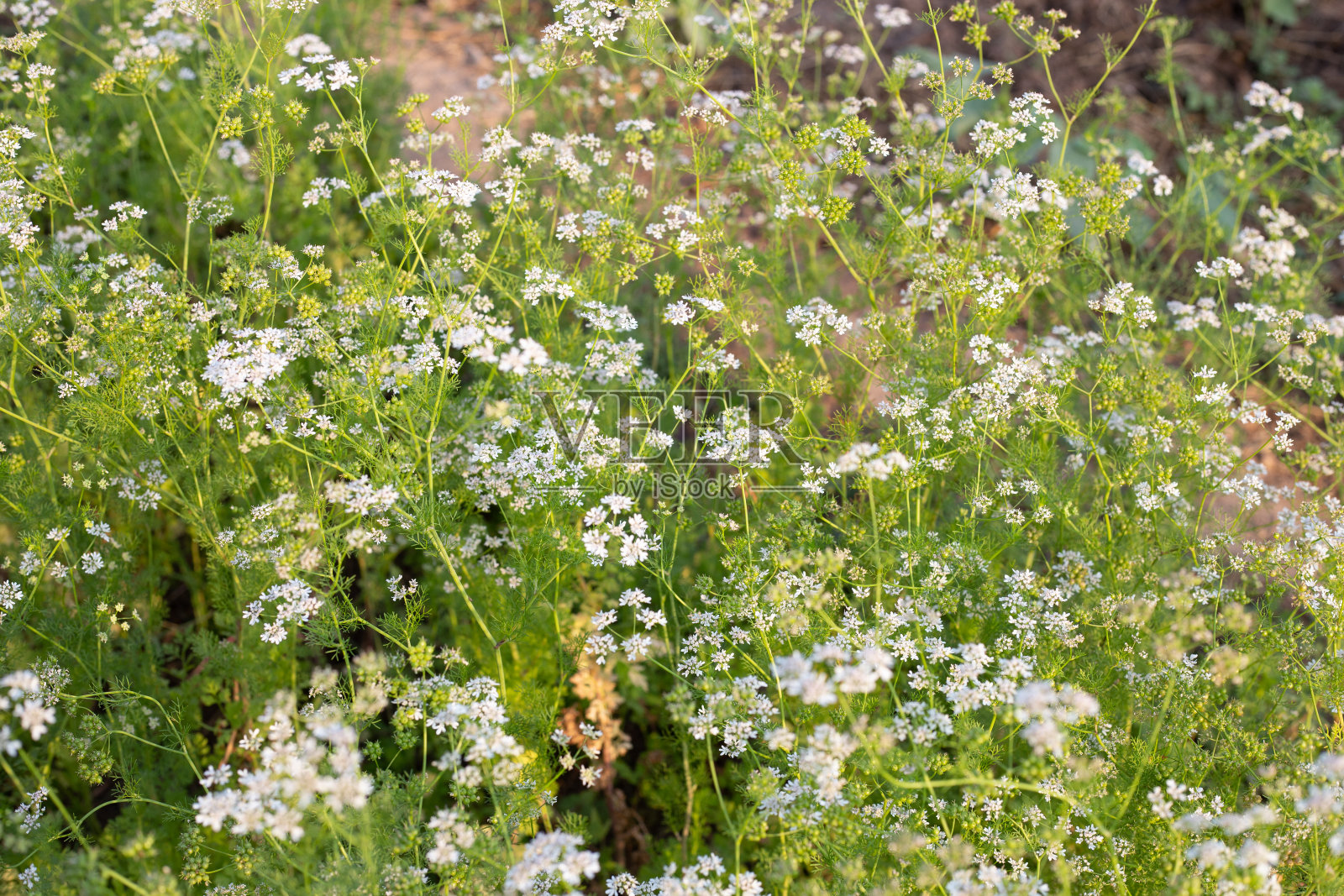 香菜花和新鲜的种子在花园里照片摄影图片