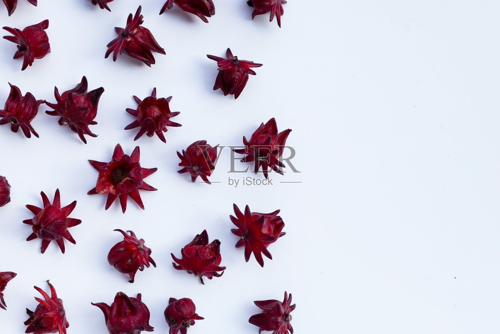 孤立的蔷薇花在白色上照片摄影图片