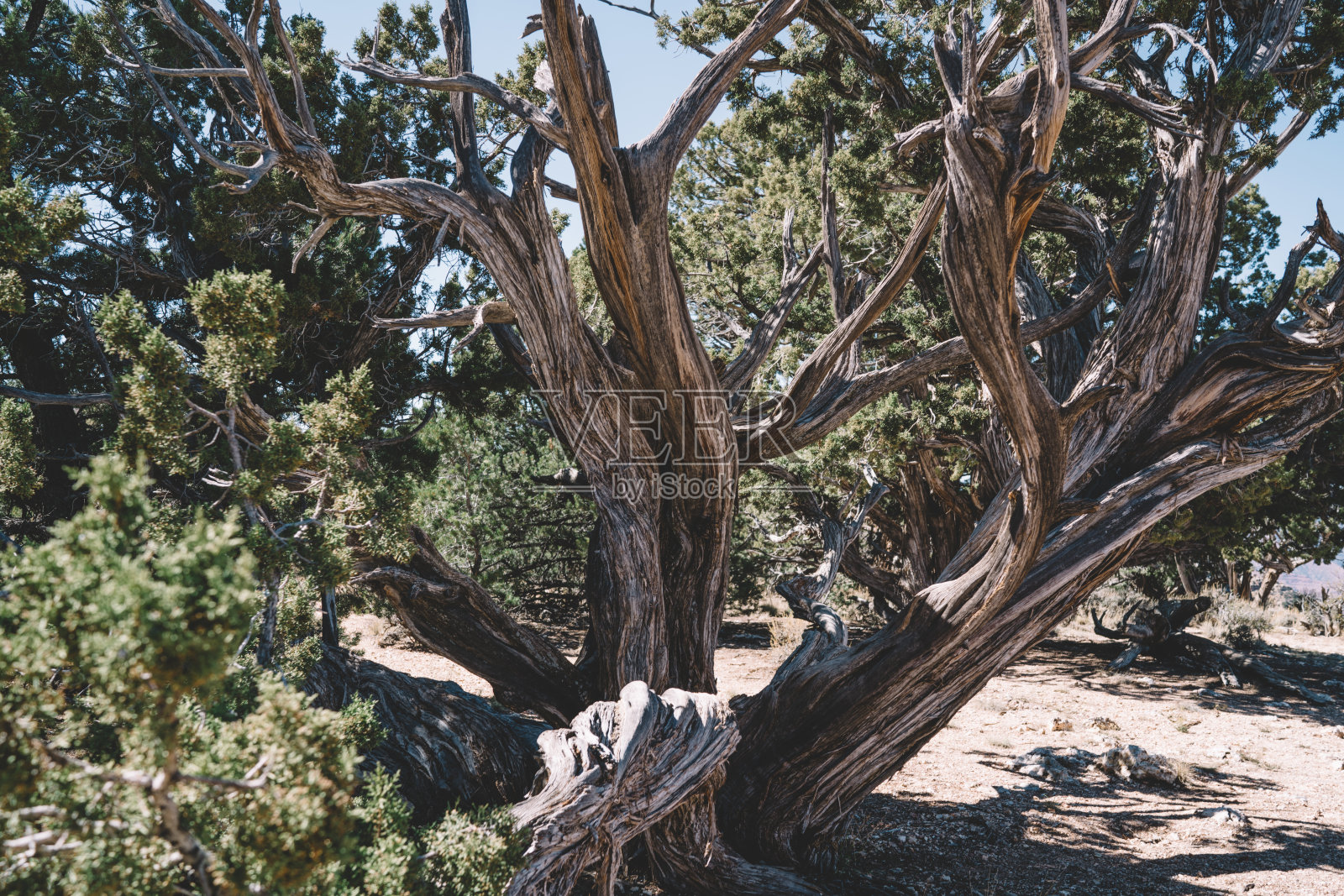 在阳光充足的沙漠中干燥的老树照片摄影图片