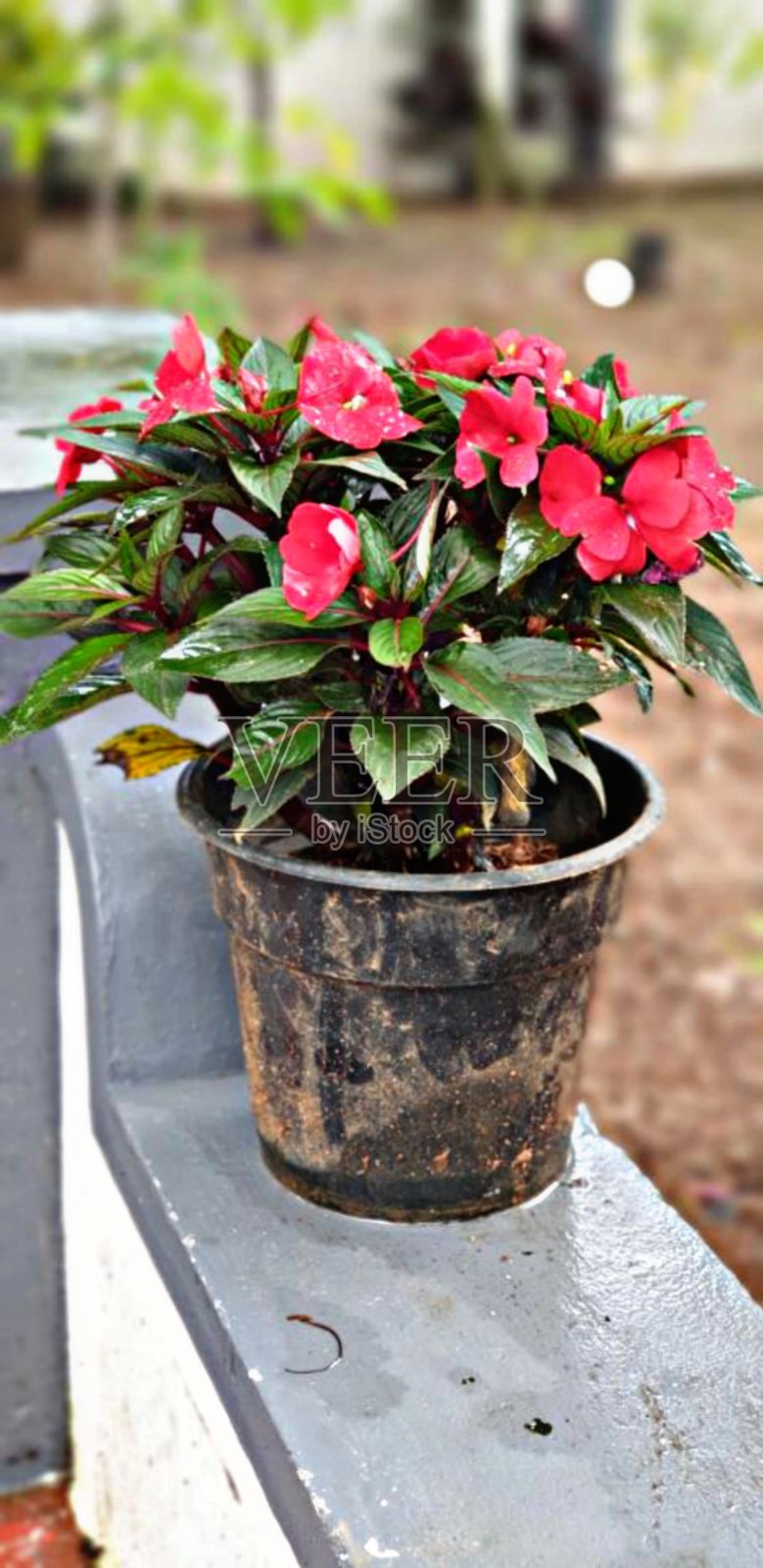 红色的花在花园里照片摄影图片