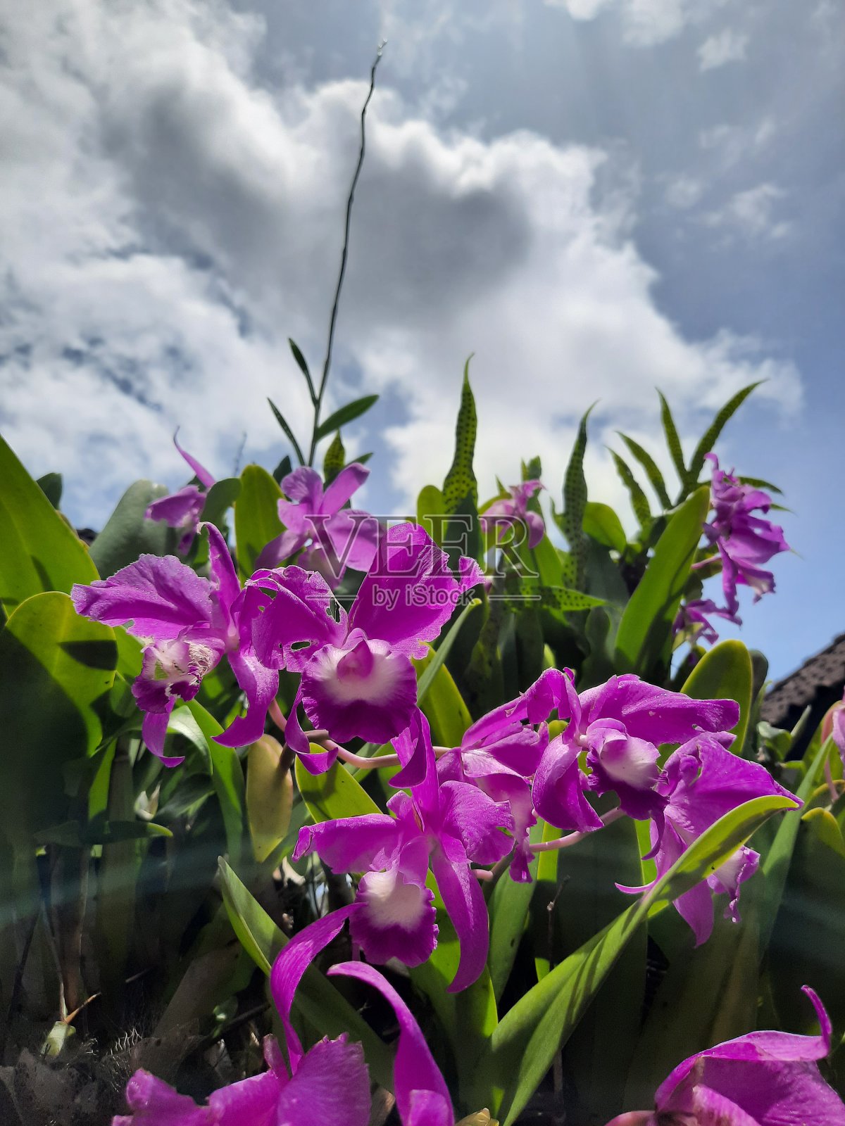 兰花照片摄影图片