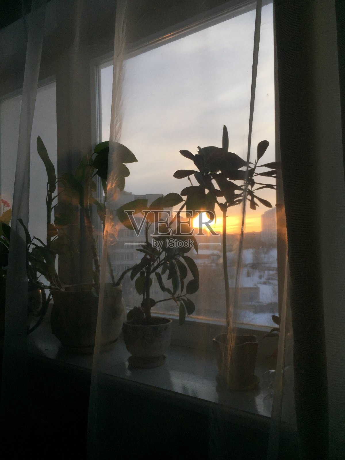 夕阳的光线穿透了房间，照亮了窗台上的植物，在窗帘上发出耀眼的光芒。照片摄影图片