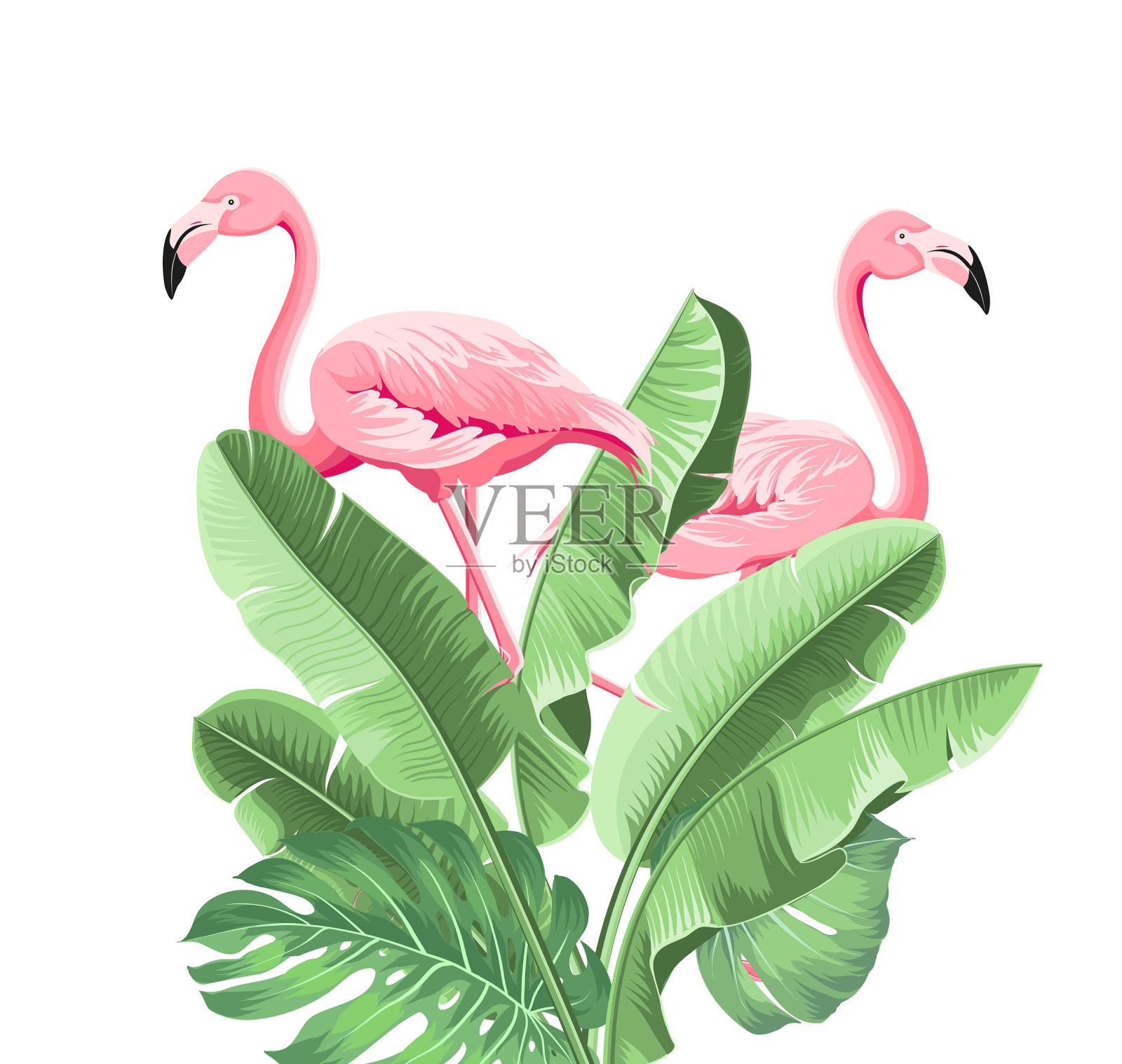 夏季热带框架异国香蕉叶图案设计元素图片