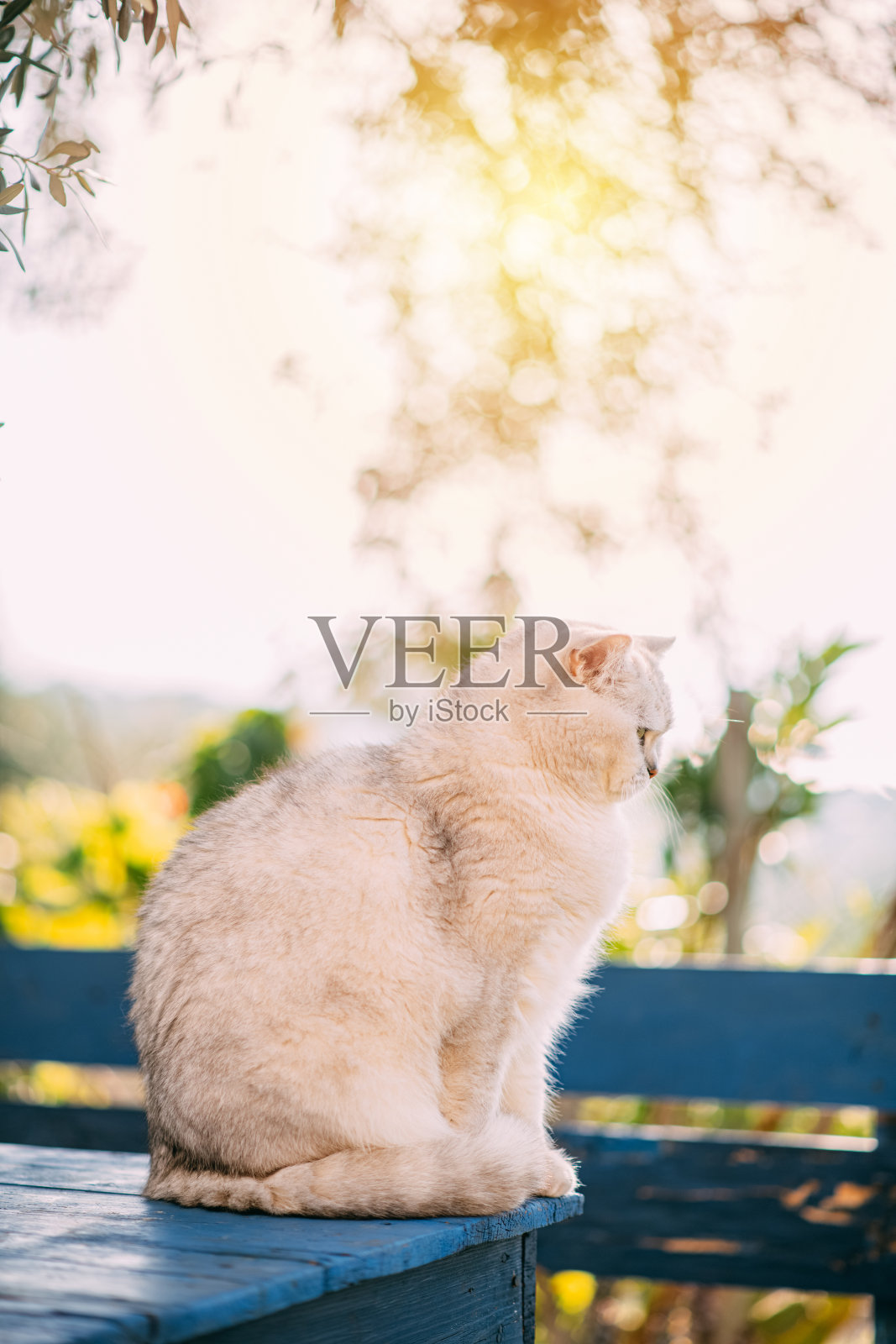 英国短毛猫躺在花园的桌子上照片摄影图片