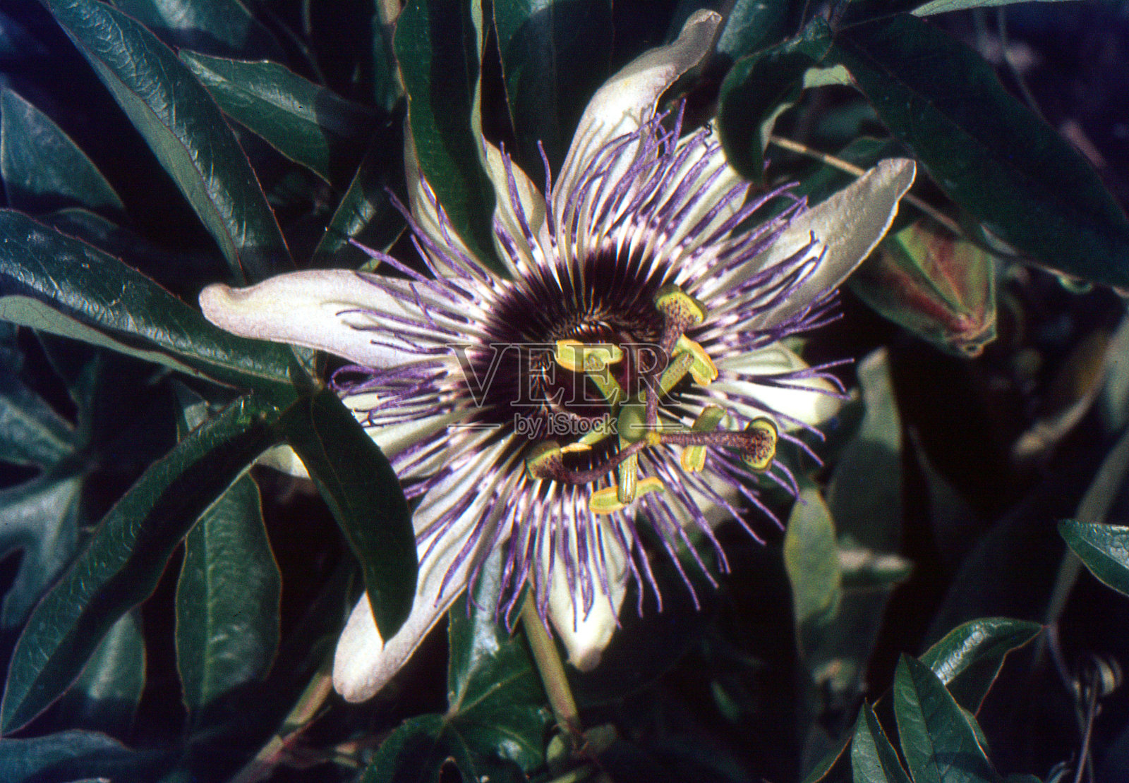 西番莲照片摄影图片