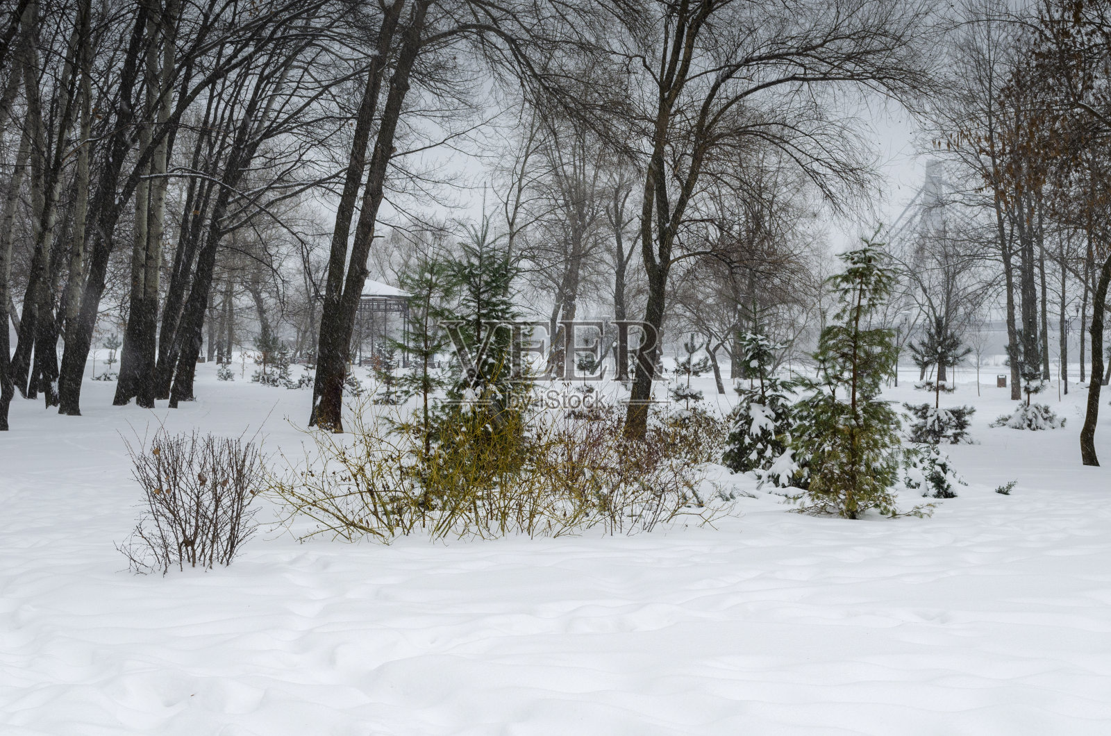 冬季公园里的小冷杉树和大松树照片摄影图片