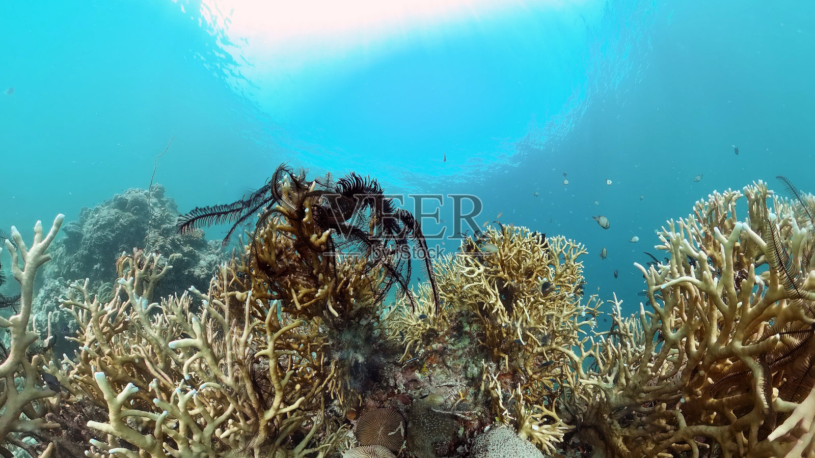 珊瑚礁和热带鱼。菲律宾照片摄影图片
