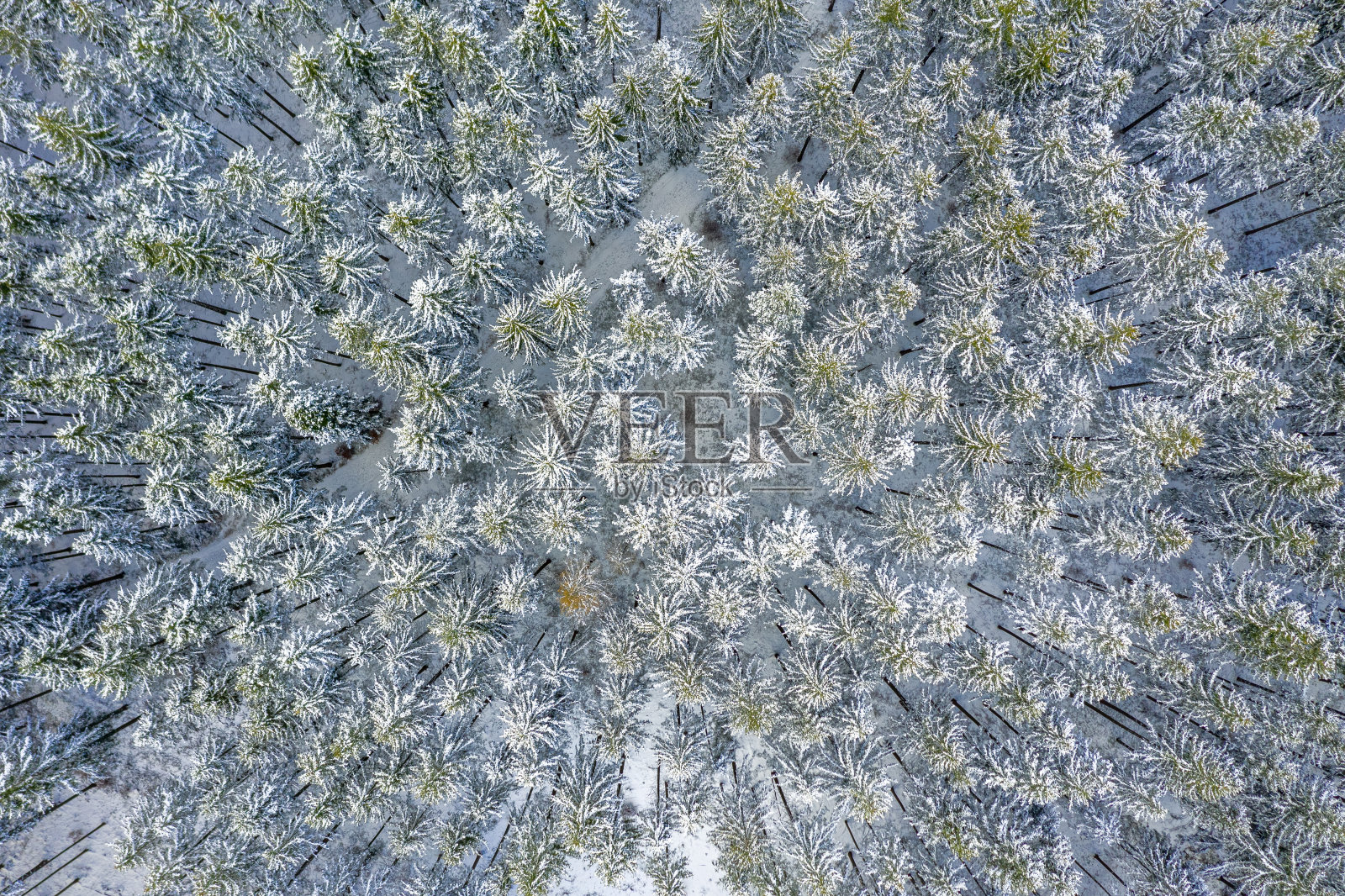 无人机在暴风雪后白雪覆盖的常绿圣诞树森林-白色美丽的树梢。照片摄影图片