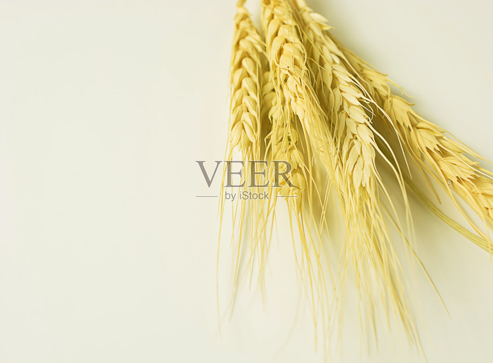 白色背景下的金色麦穗。有选择性的重点。俯视图照片摄影图片