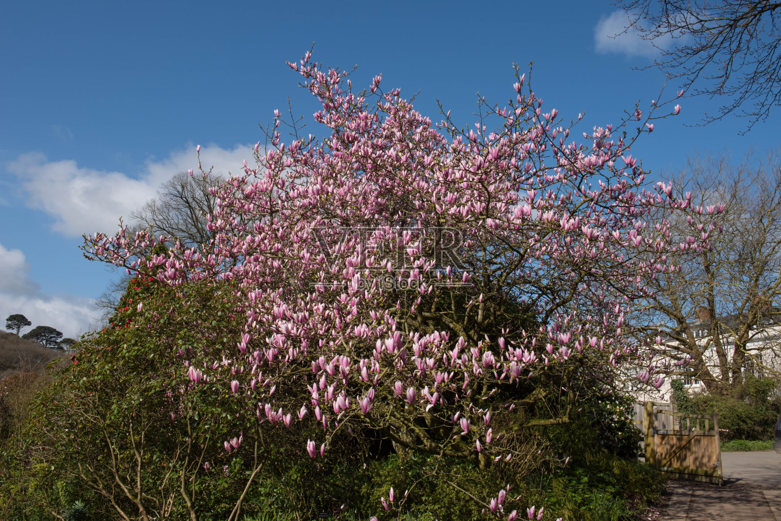 春天开花的落叶松粉红色木兰树(木兰“魅力”)与明亮的蓝天背景生长在乡村德文郡，英国，乡村别墅花园照片摄影图片