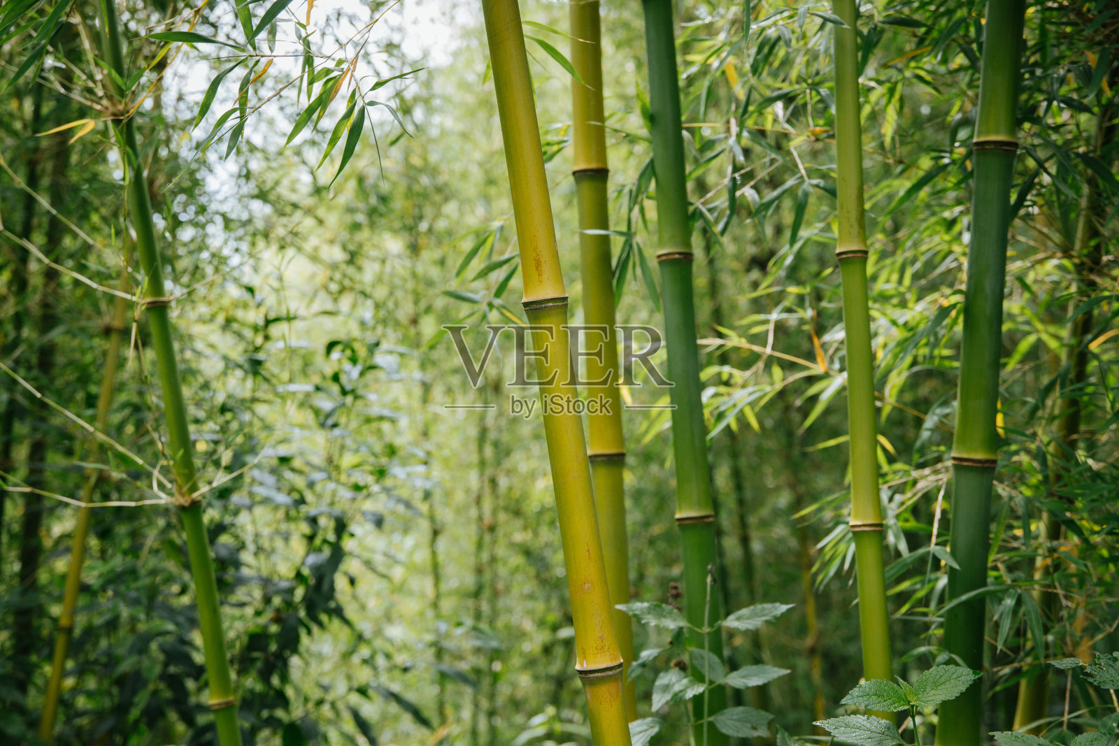 卢旺达的竹林照片摄影图片