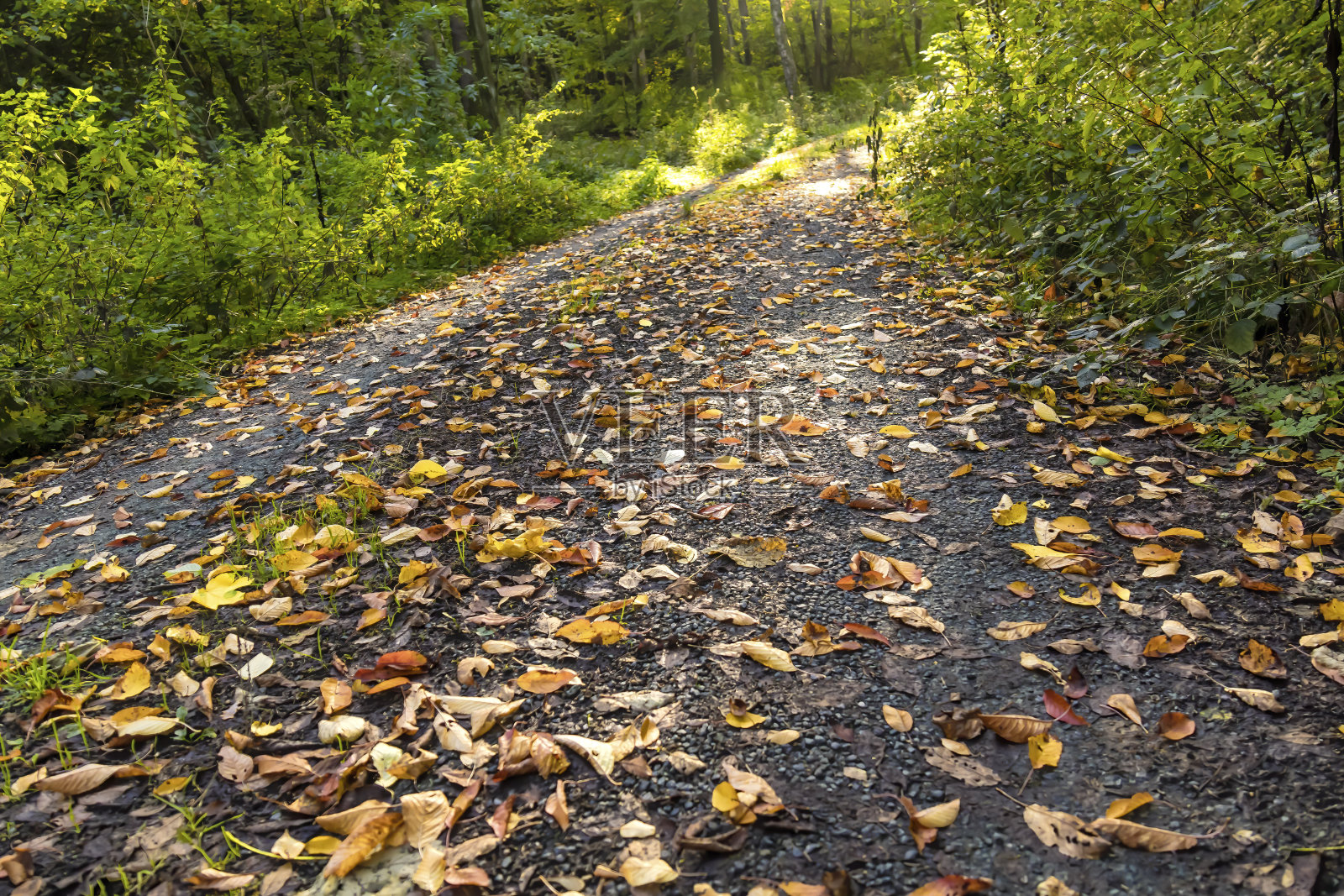 秋天小路上的树叶照片摄影图片