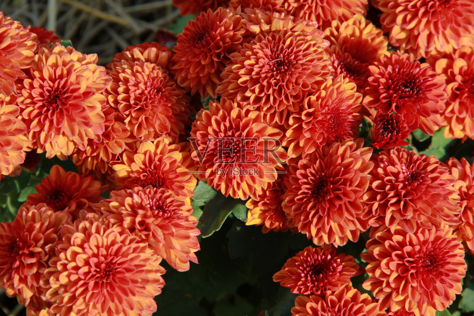 花菊花许多近照片摄影图片