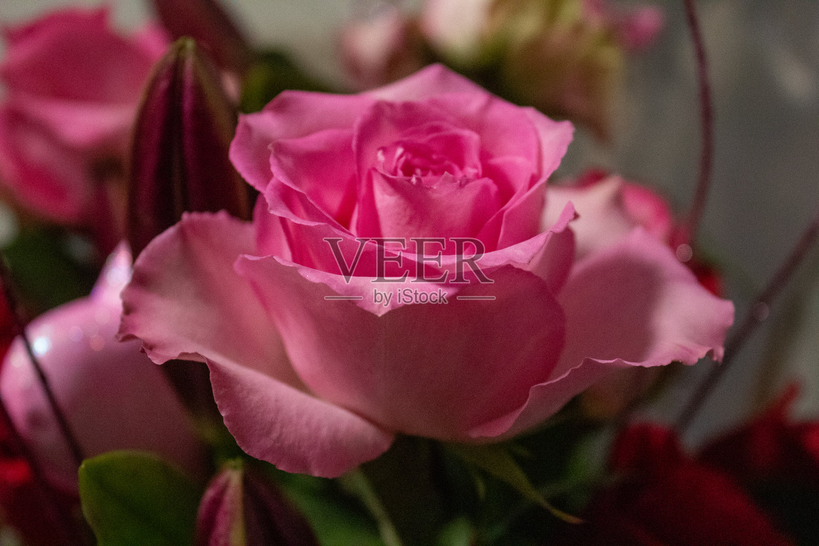 玫瑰照片摄影图片