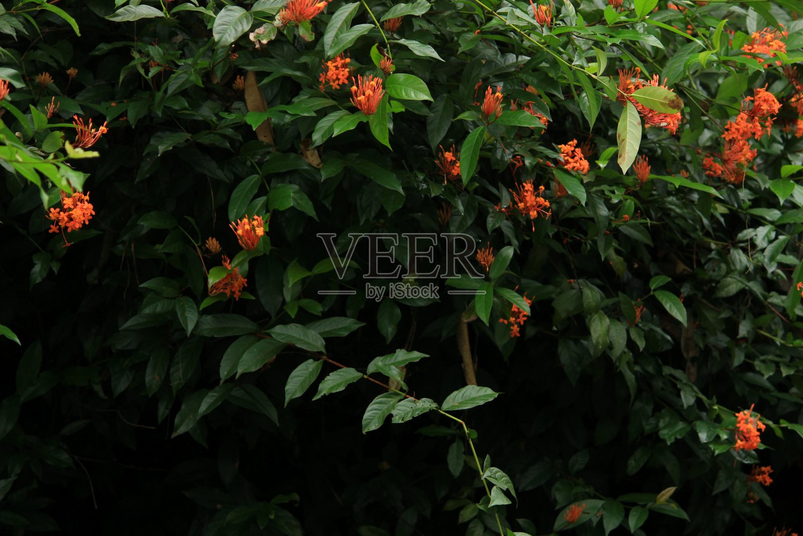 红花映衬暗花 热带森林背景。照片摄影图片