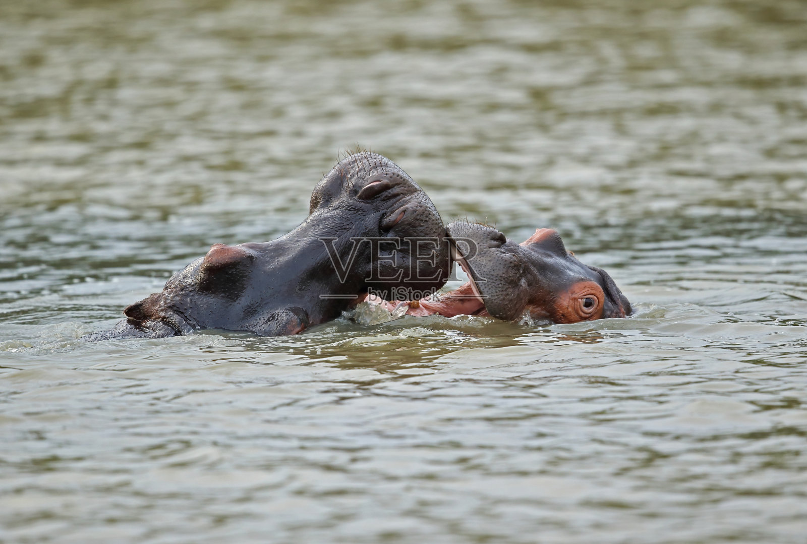 常见的河马照片摄影图片
