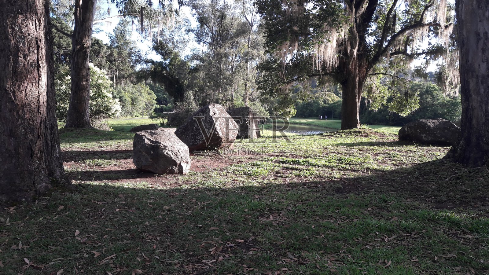 树和石头照片摄影图片