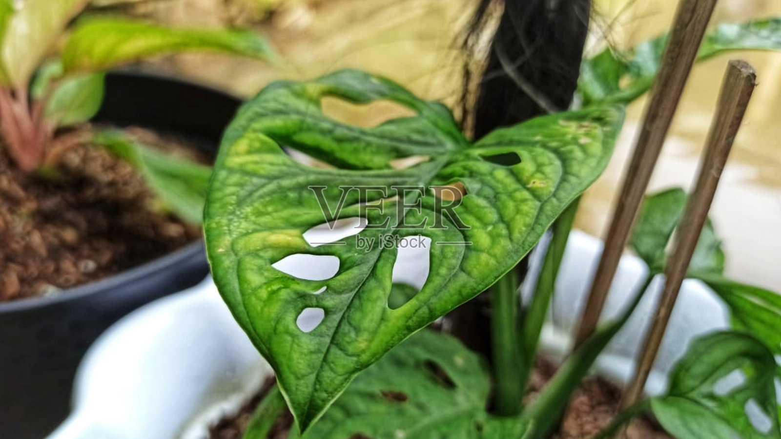 Adanson的怪物。照片摄影图片