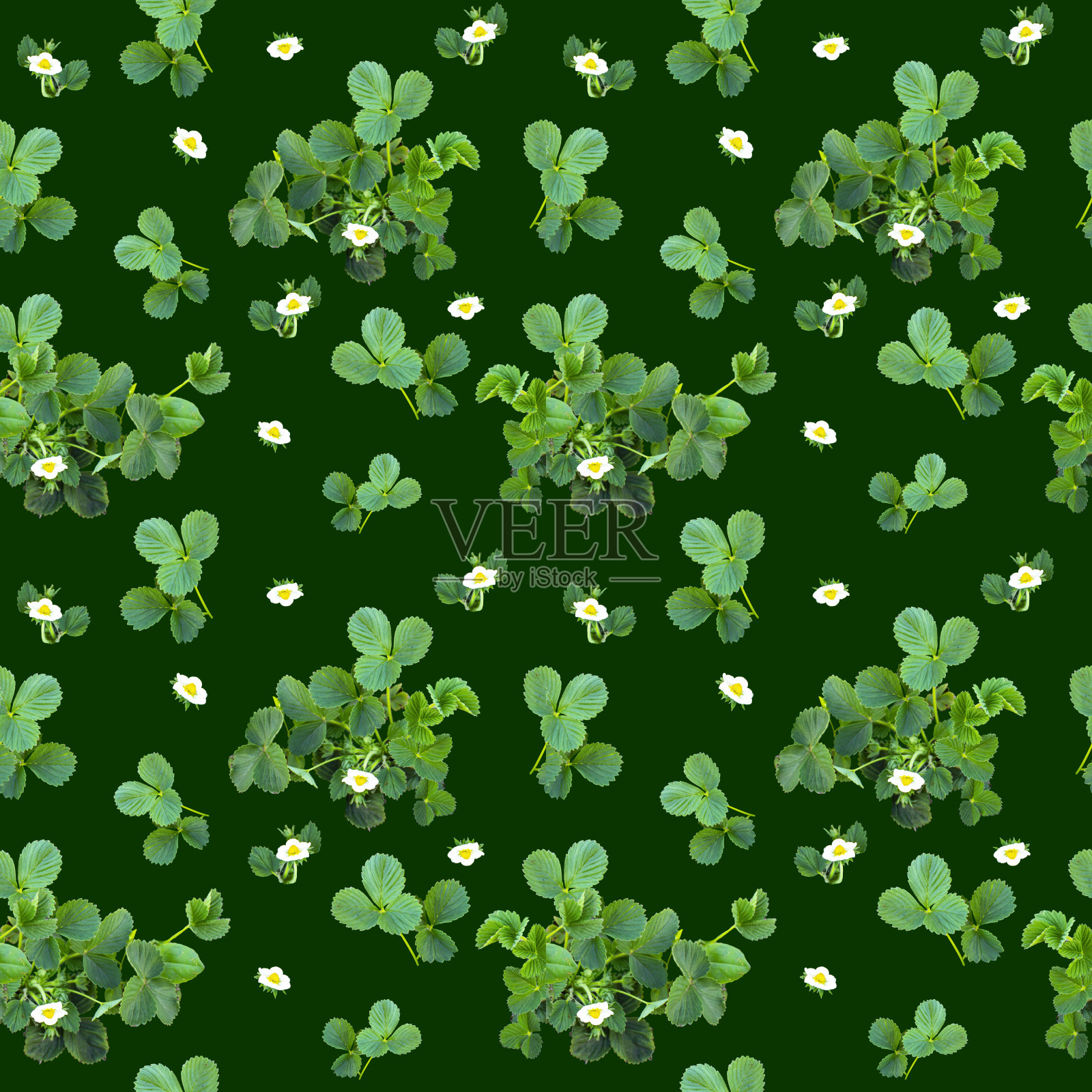 图案美观无缝草莓丛，可作为水果的包装。照片摄影图片